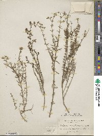 Galium angustifolium image