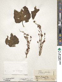 Image of Rheum × hybridum