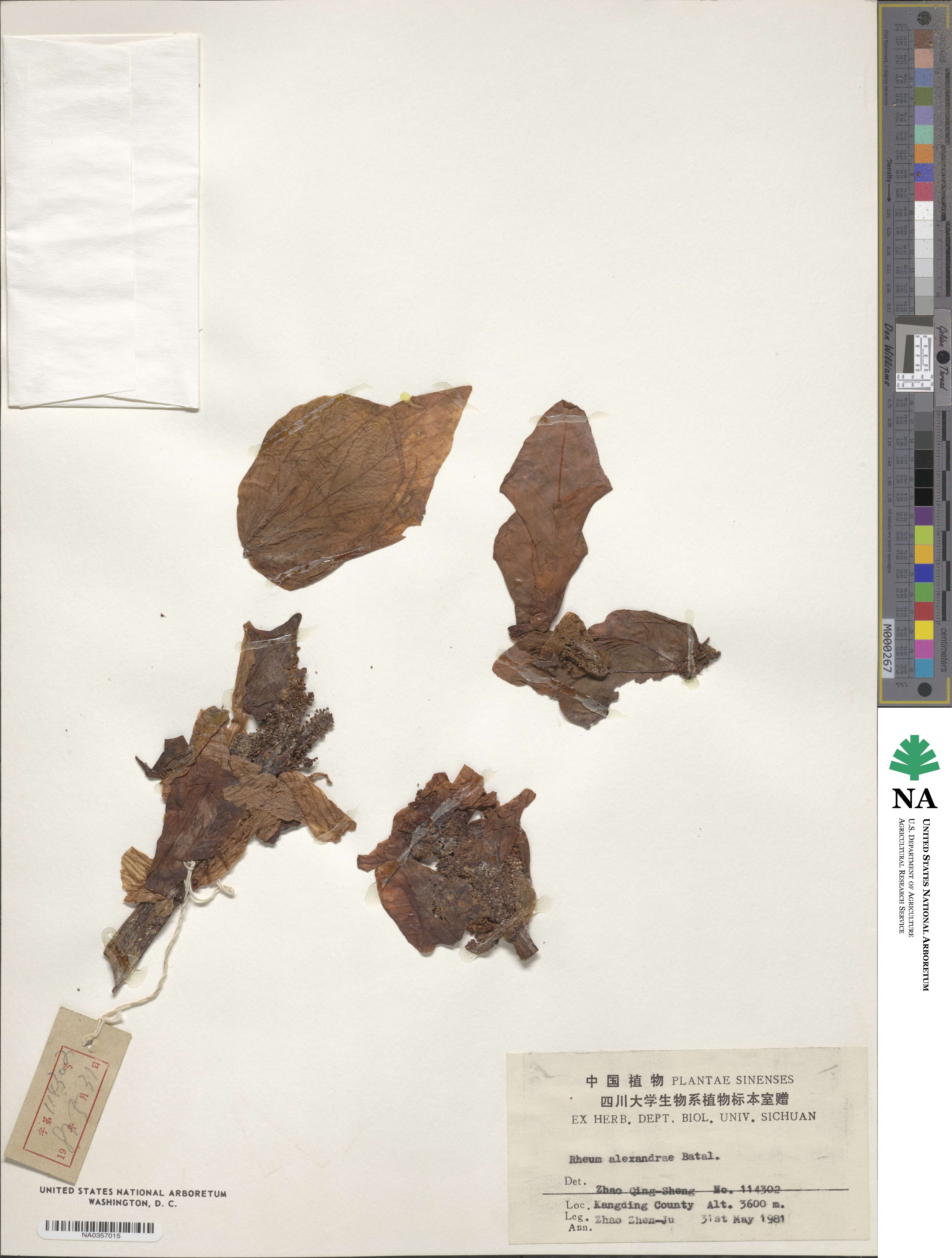 Rheum alexandrae image