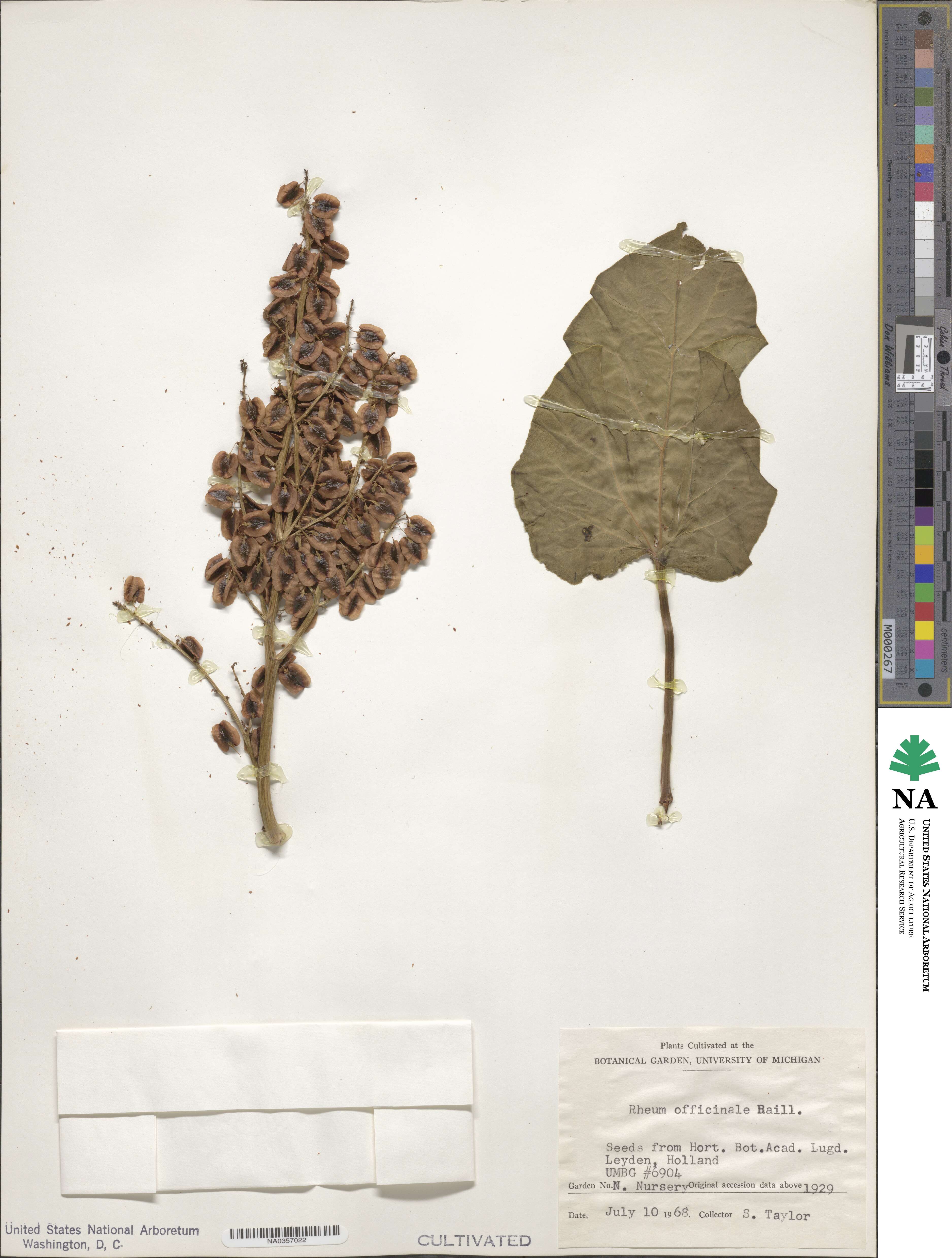Rheum officinale image