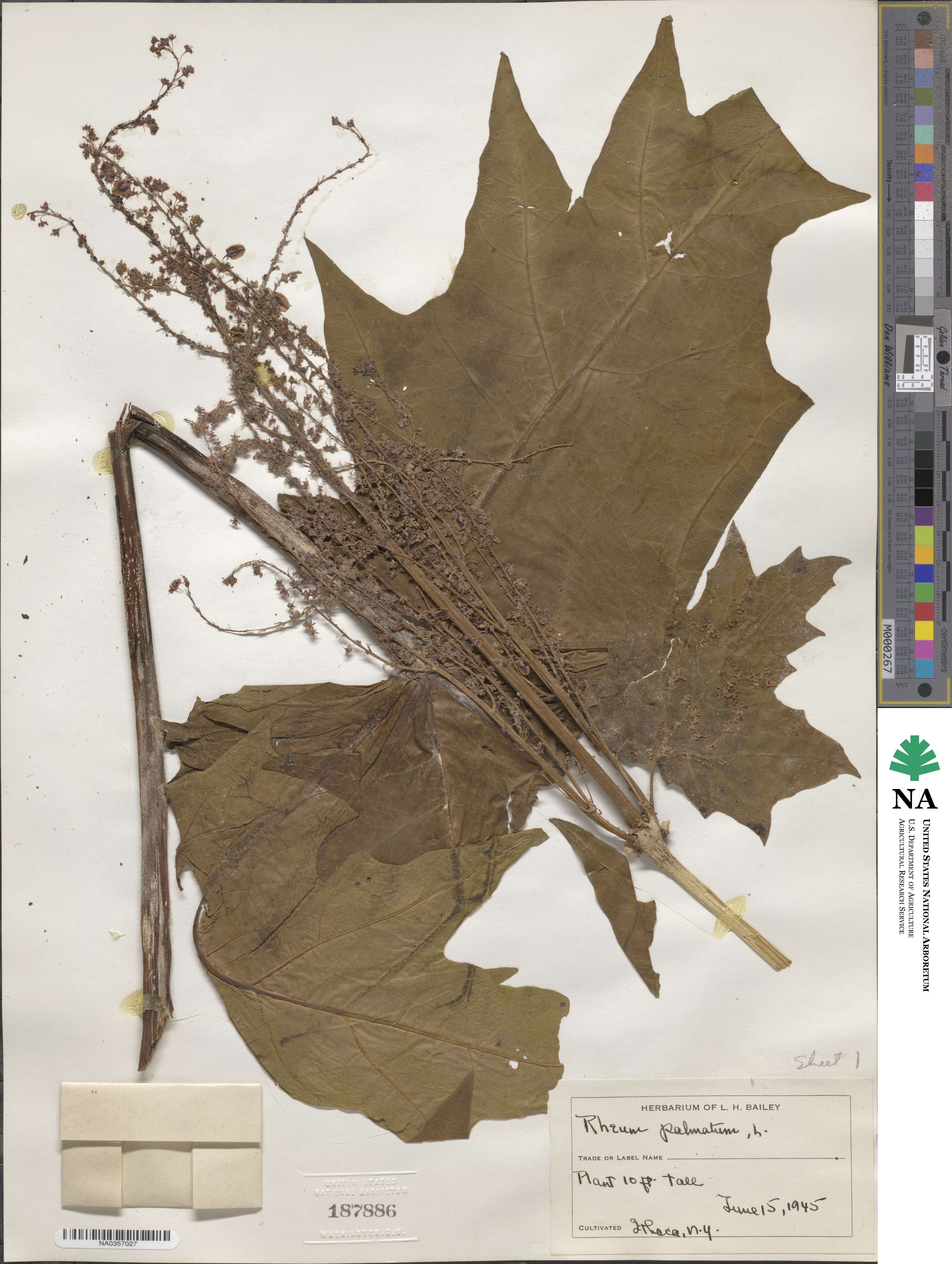 Rheum palmatum image