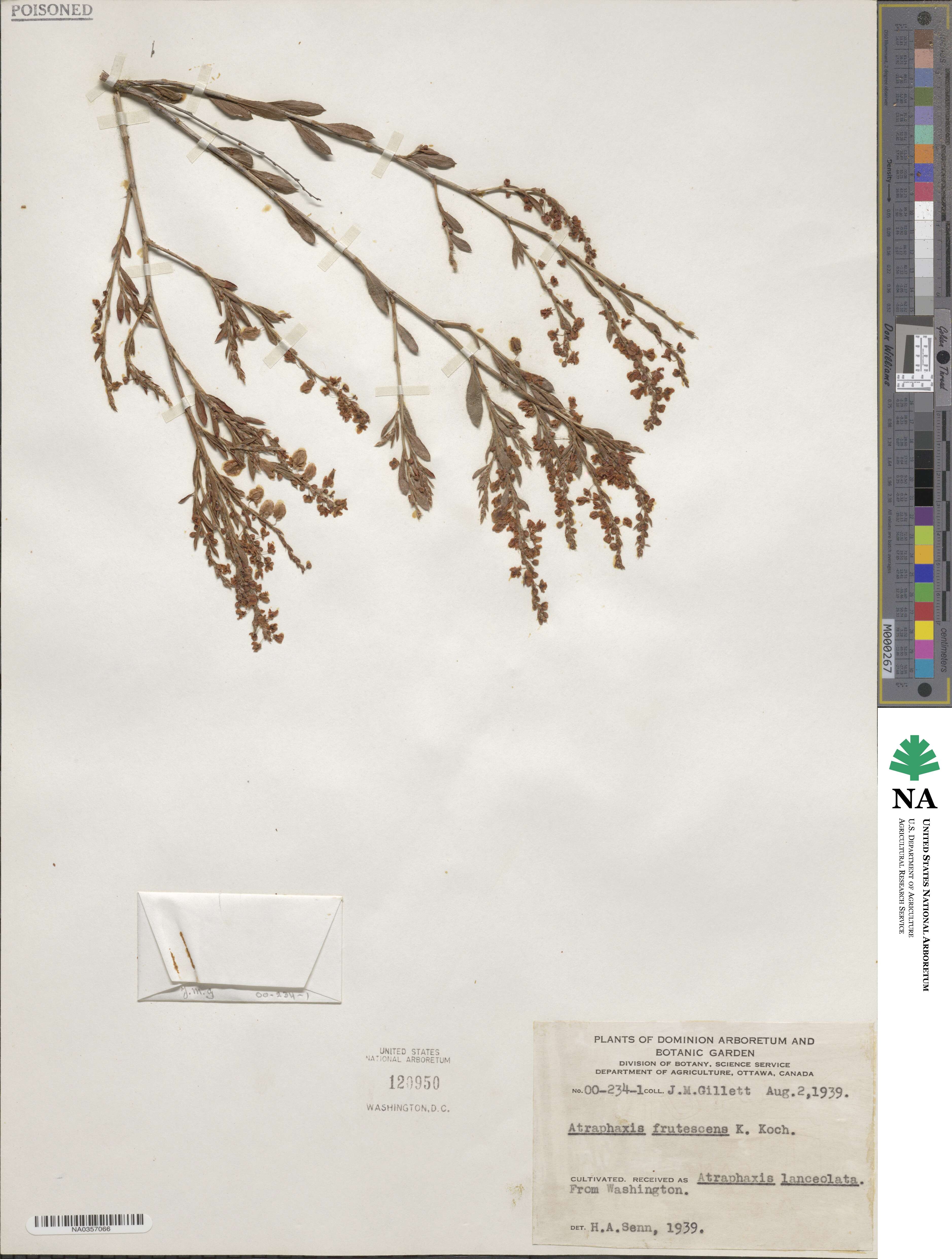 Atraphaxis frutescens image