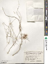 Image of Calligonum arborescens