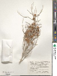 Calligonum microcarpum image