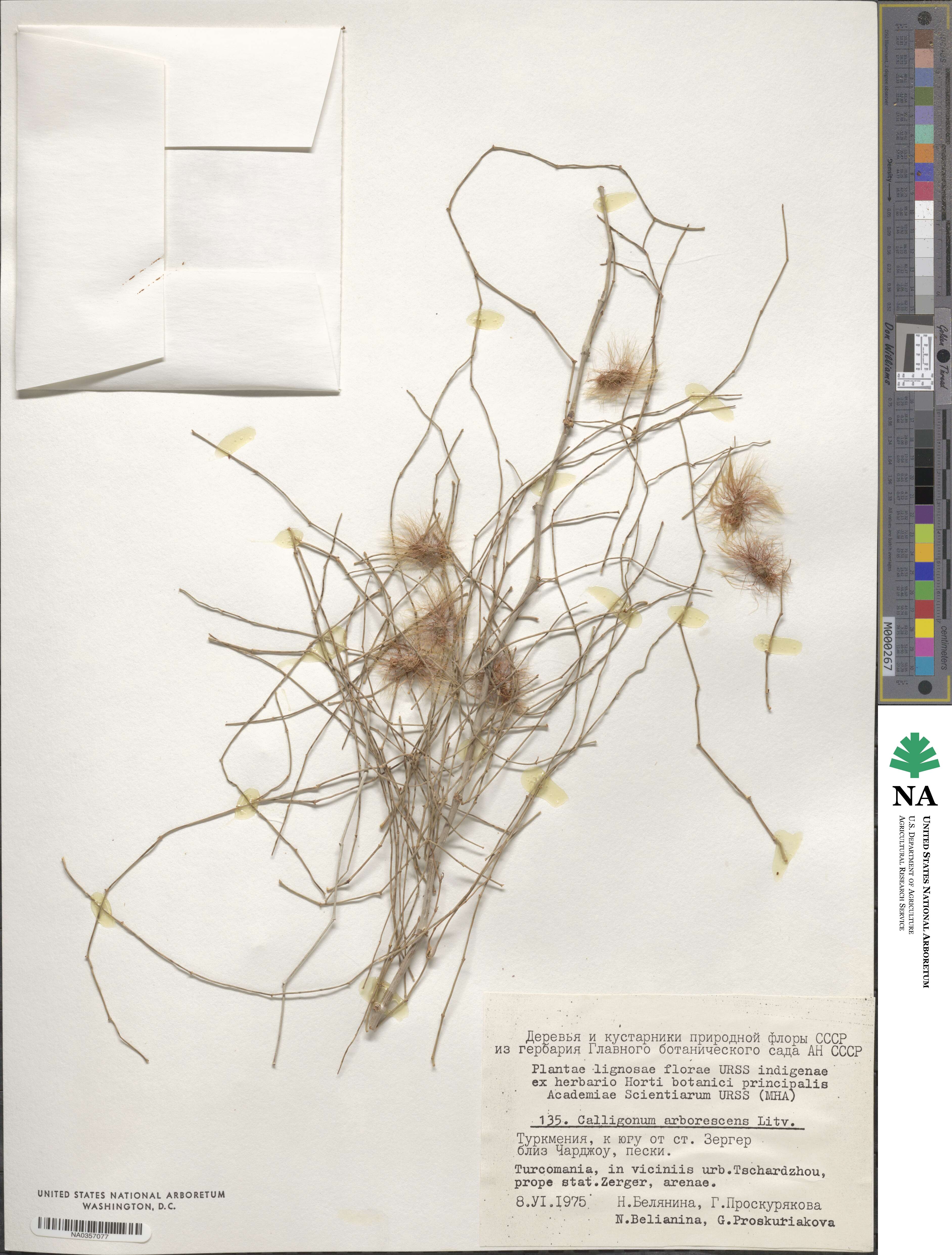 Calligonum arborescens image