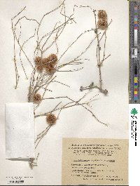 Calligonum caput-medusae image