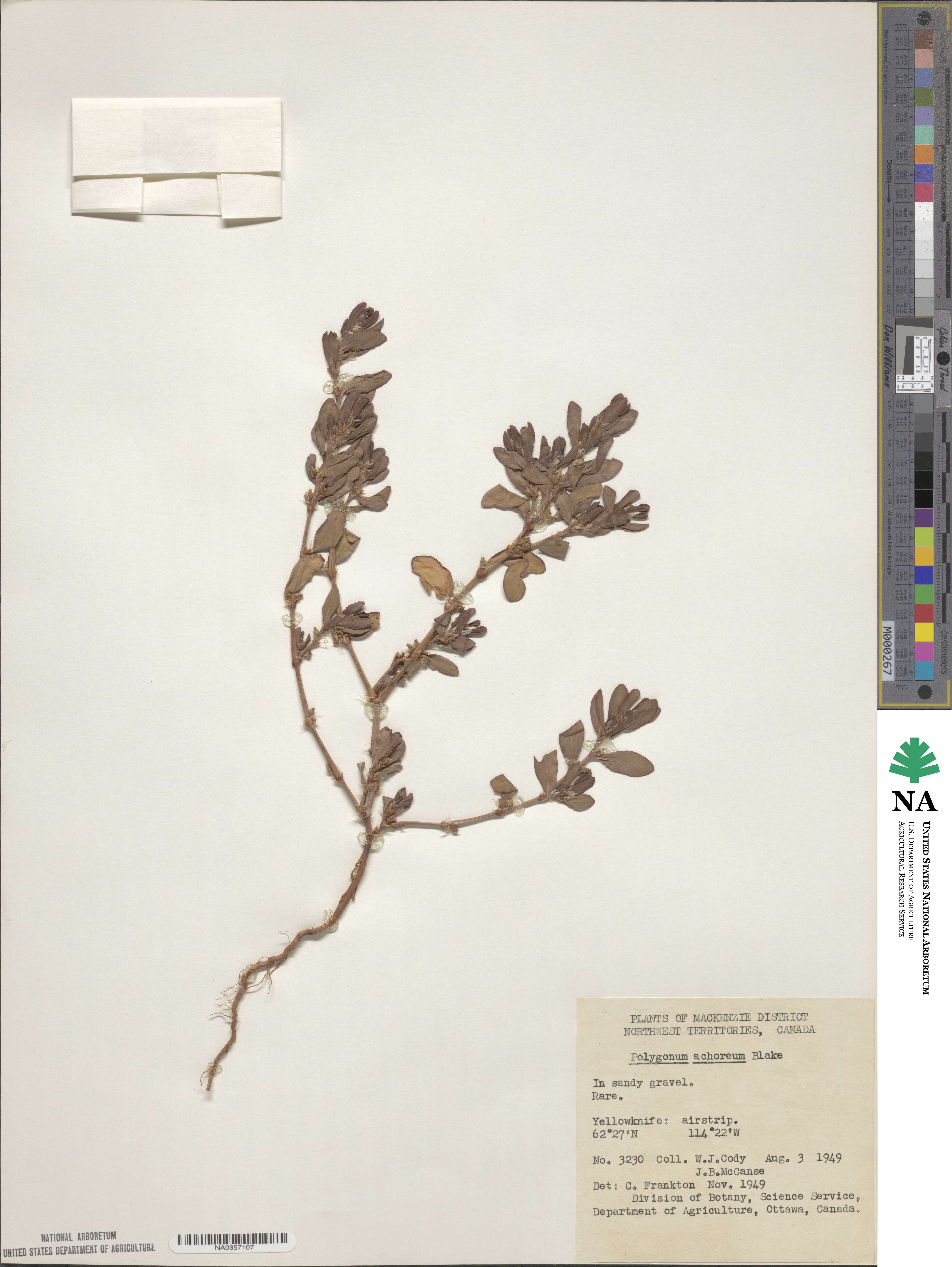 Polygonum achoreum image