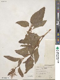 Bistorta officinalis image