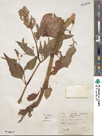 Bistorta officinalis image