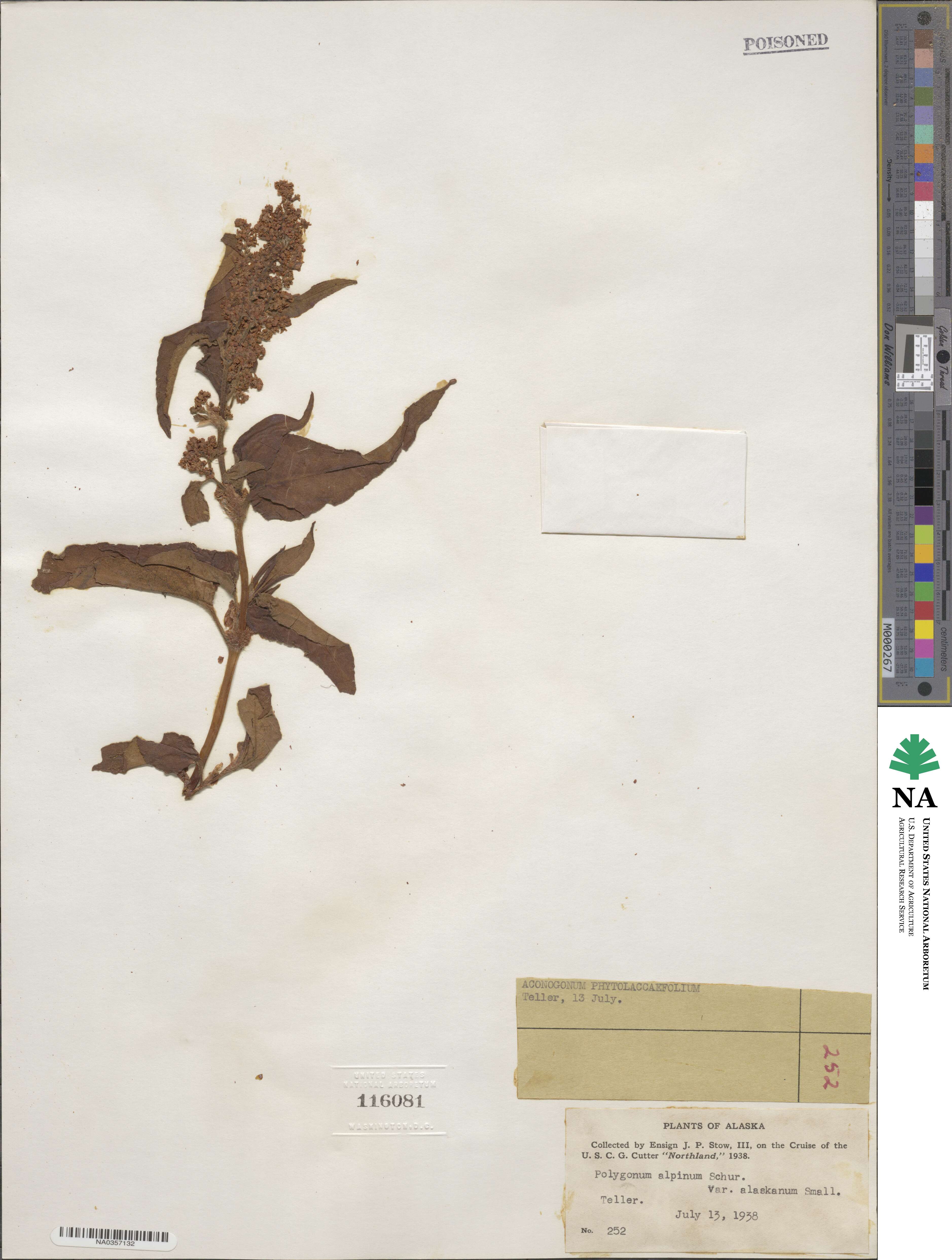 Bistorta officinalis subsp. officinalis image