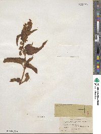 Bistorta officinalis image