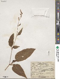 Bistorta officinalis image