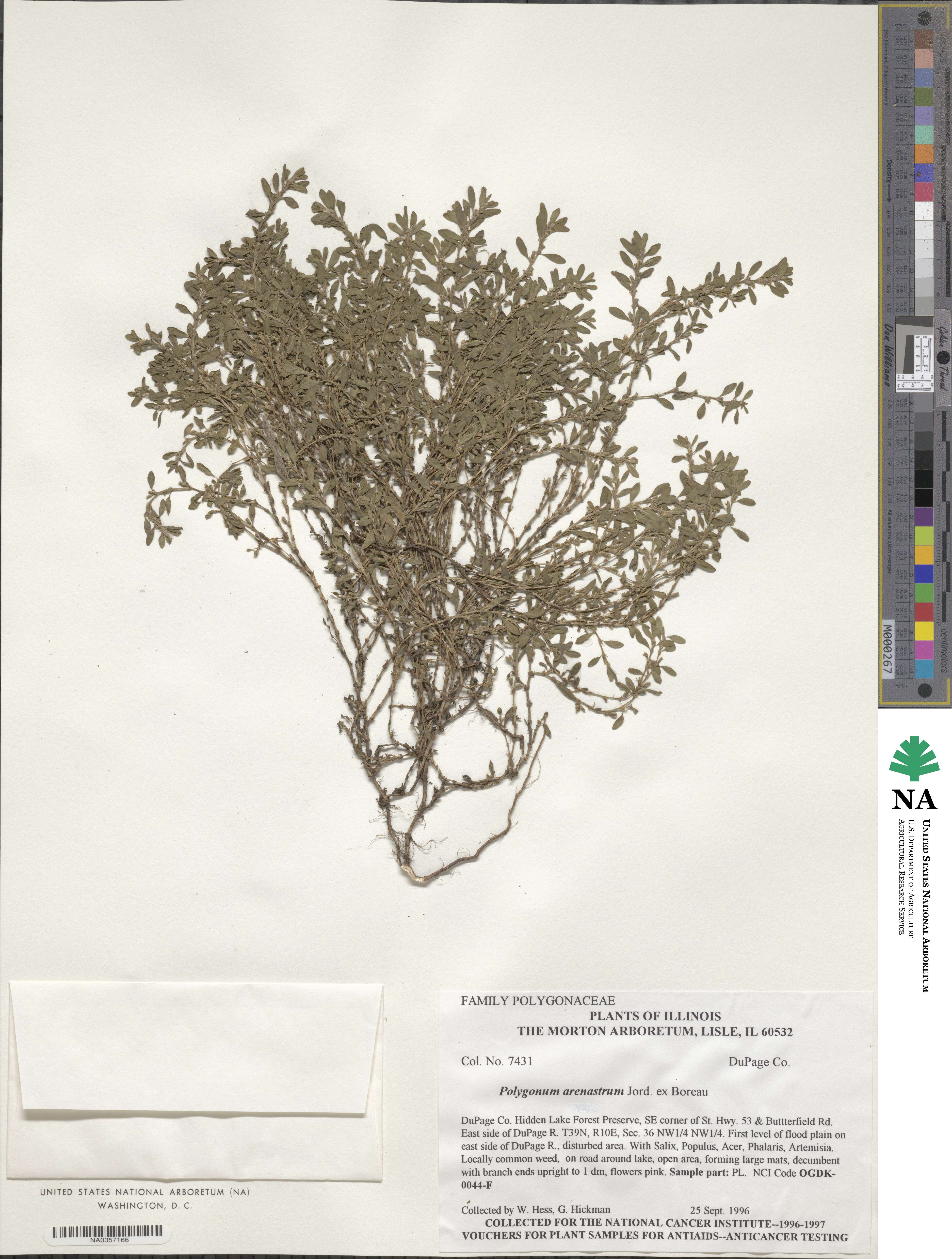 Polygonum arenastrum image