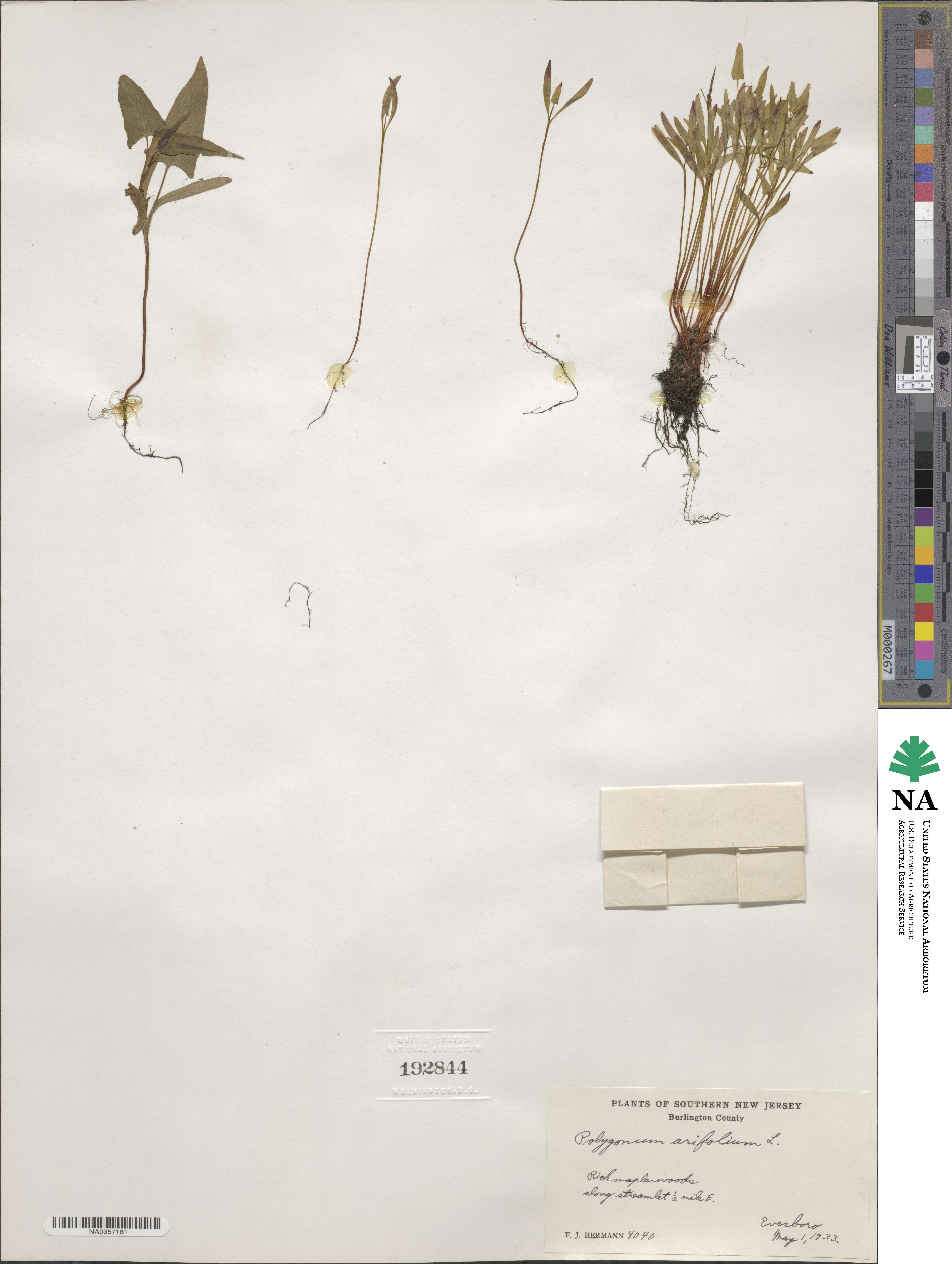 Polygonum arifolium image