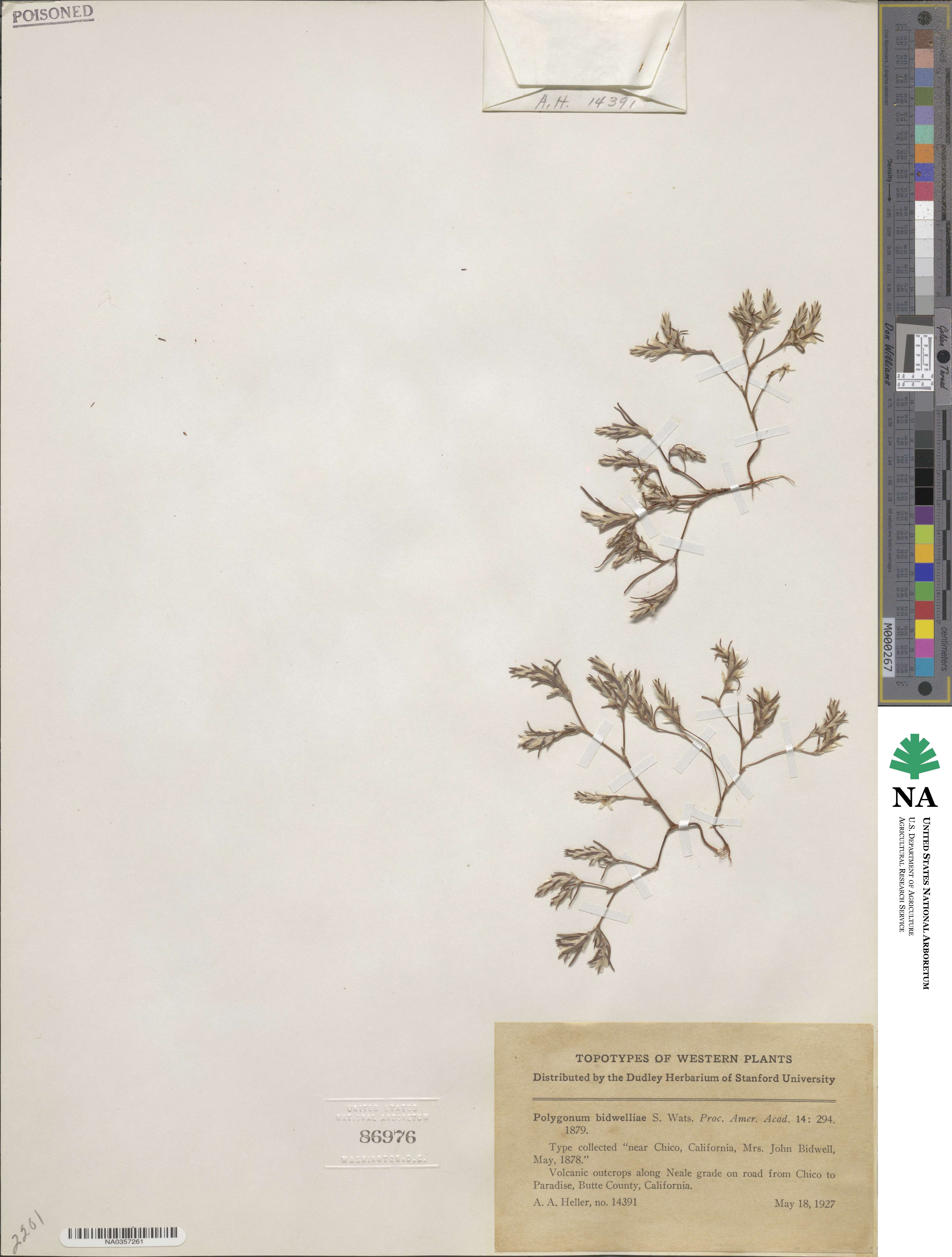 Polygonum bidwelliae image