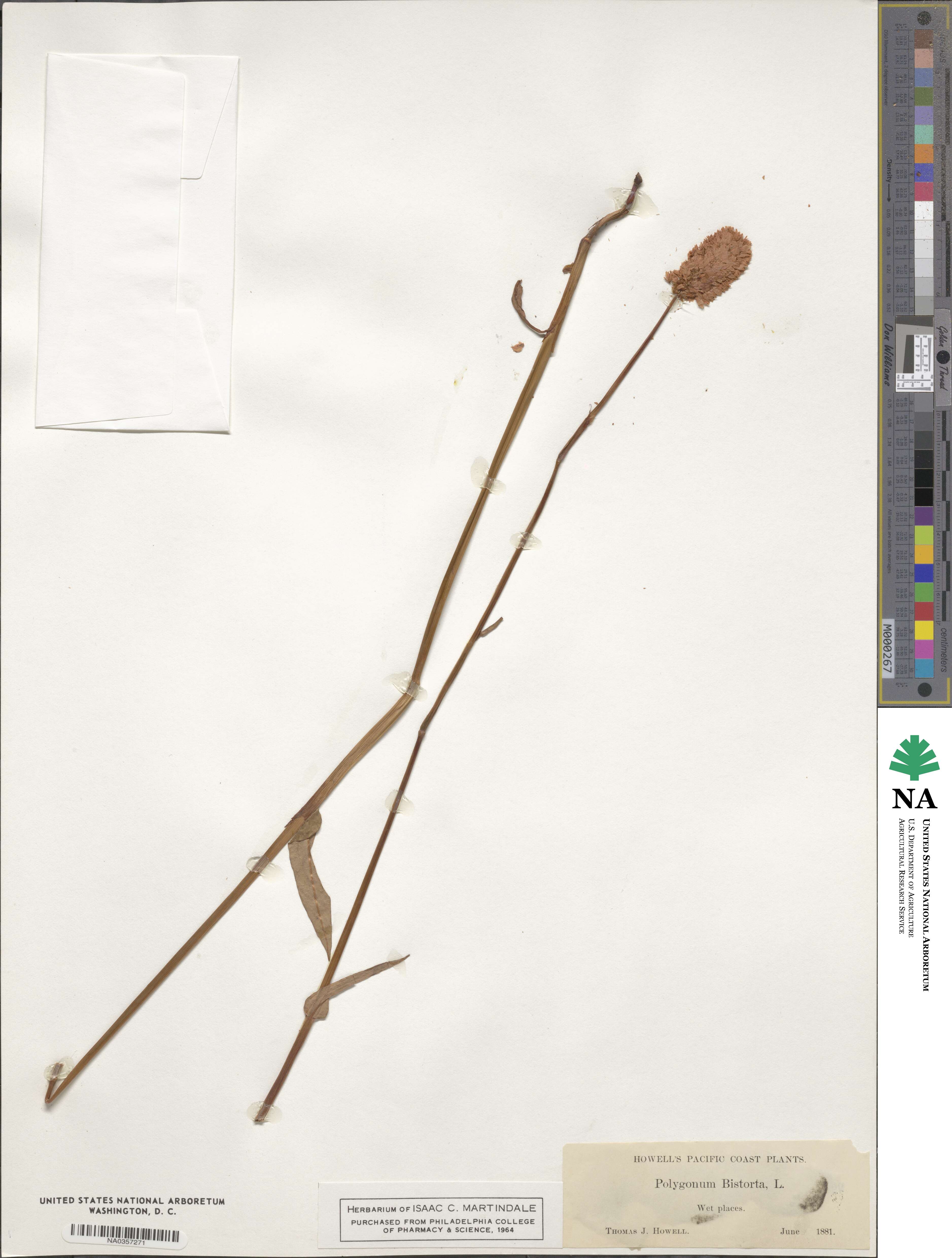 Polygonum bistorta image