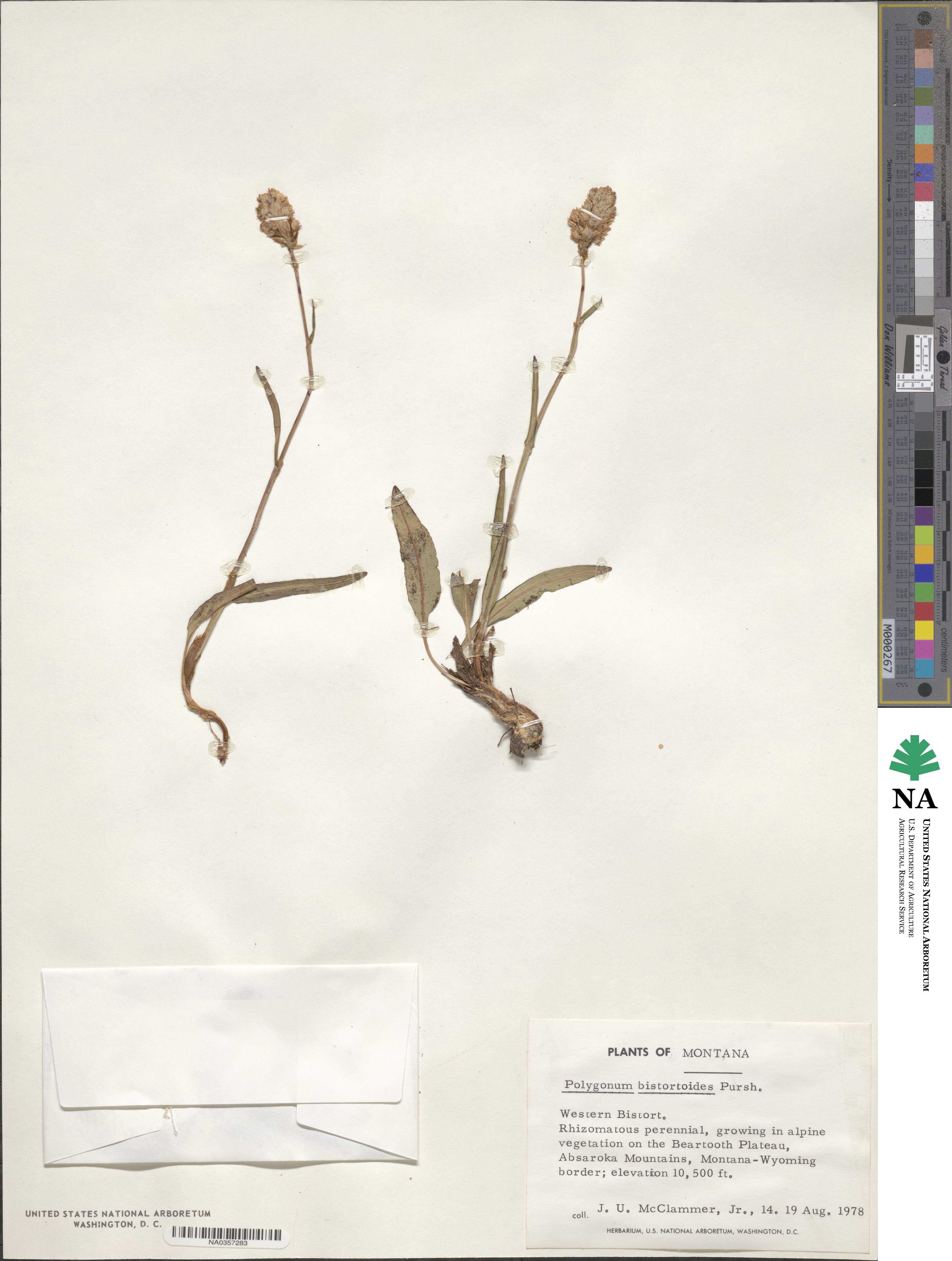 Bistorta bistortoides image