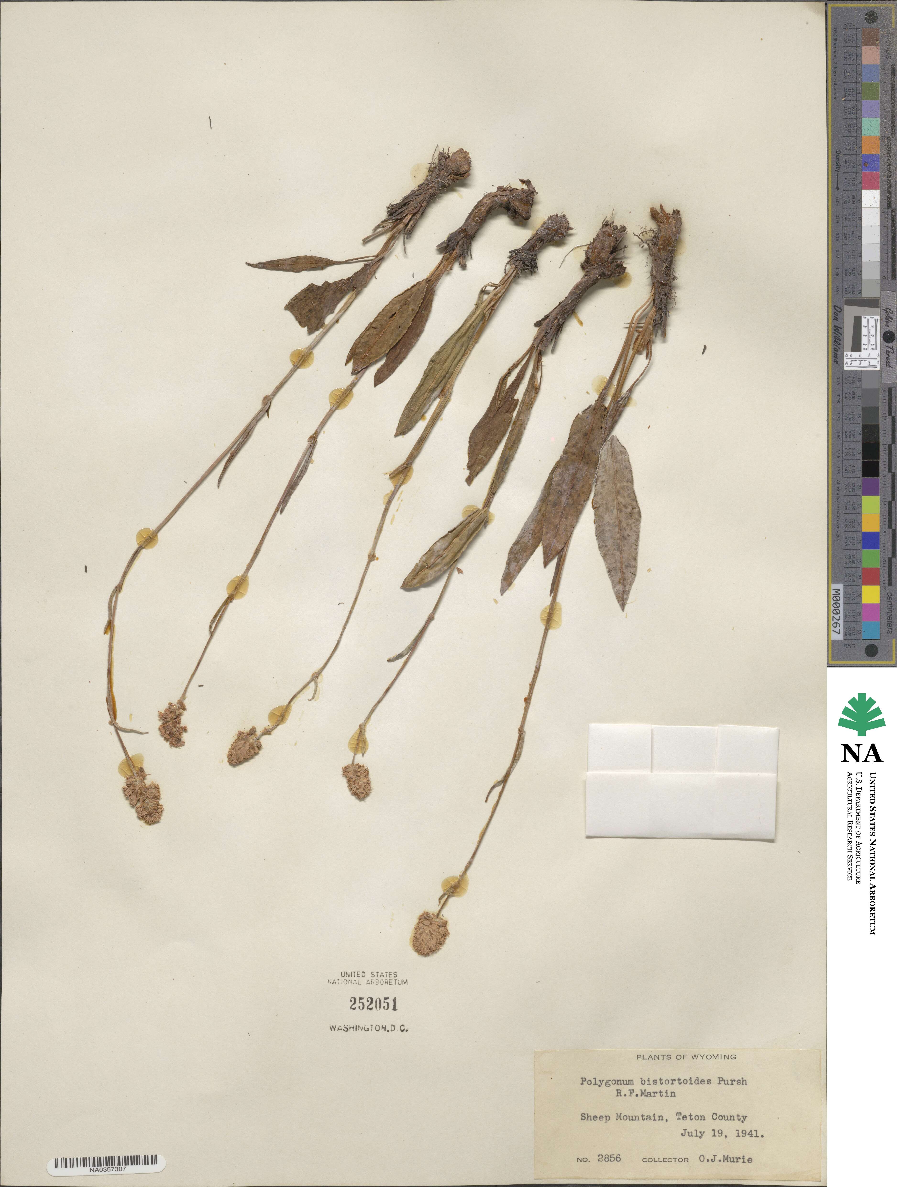 Bistorta bistortoides image