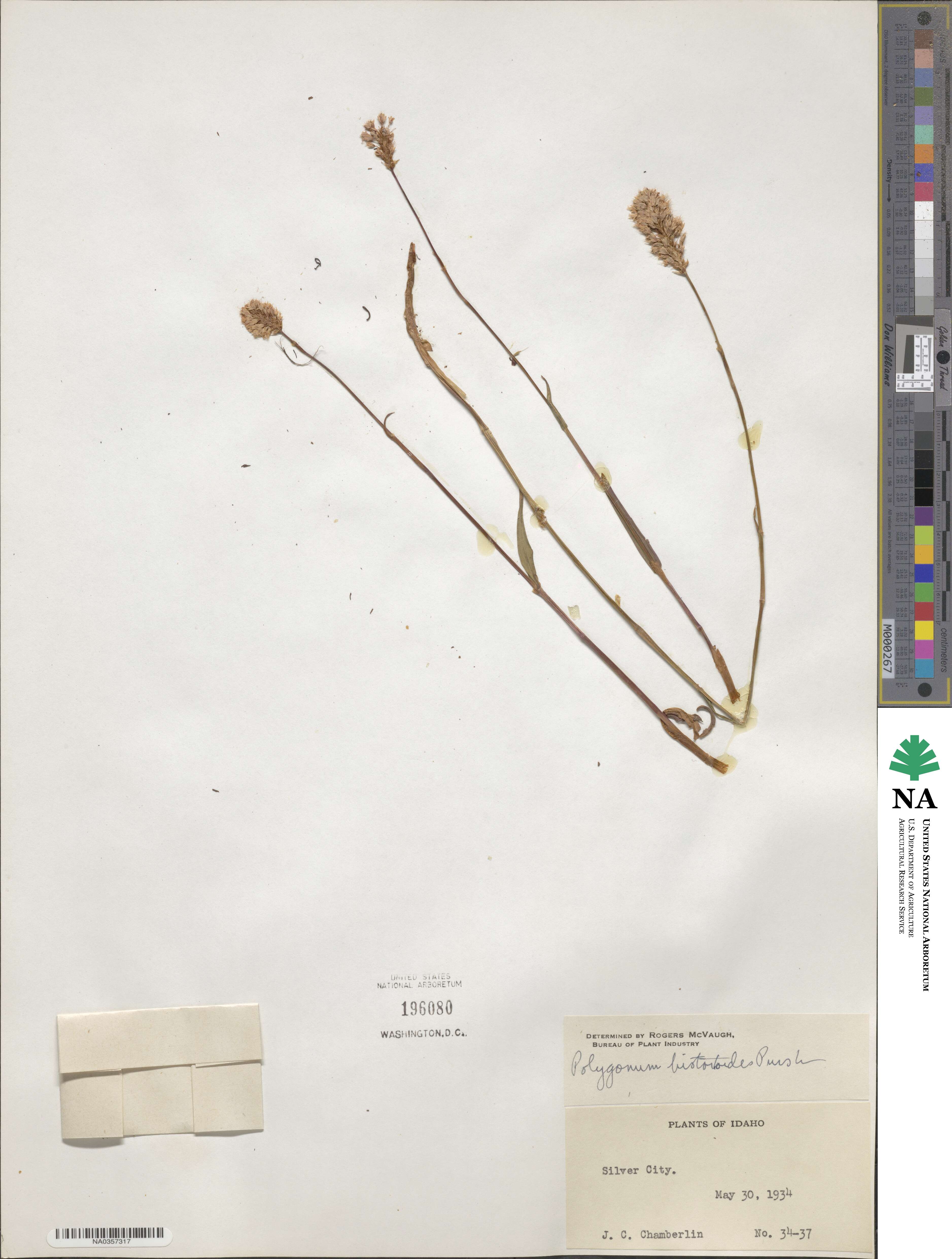 Bistorta bistortoides image