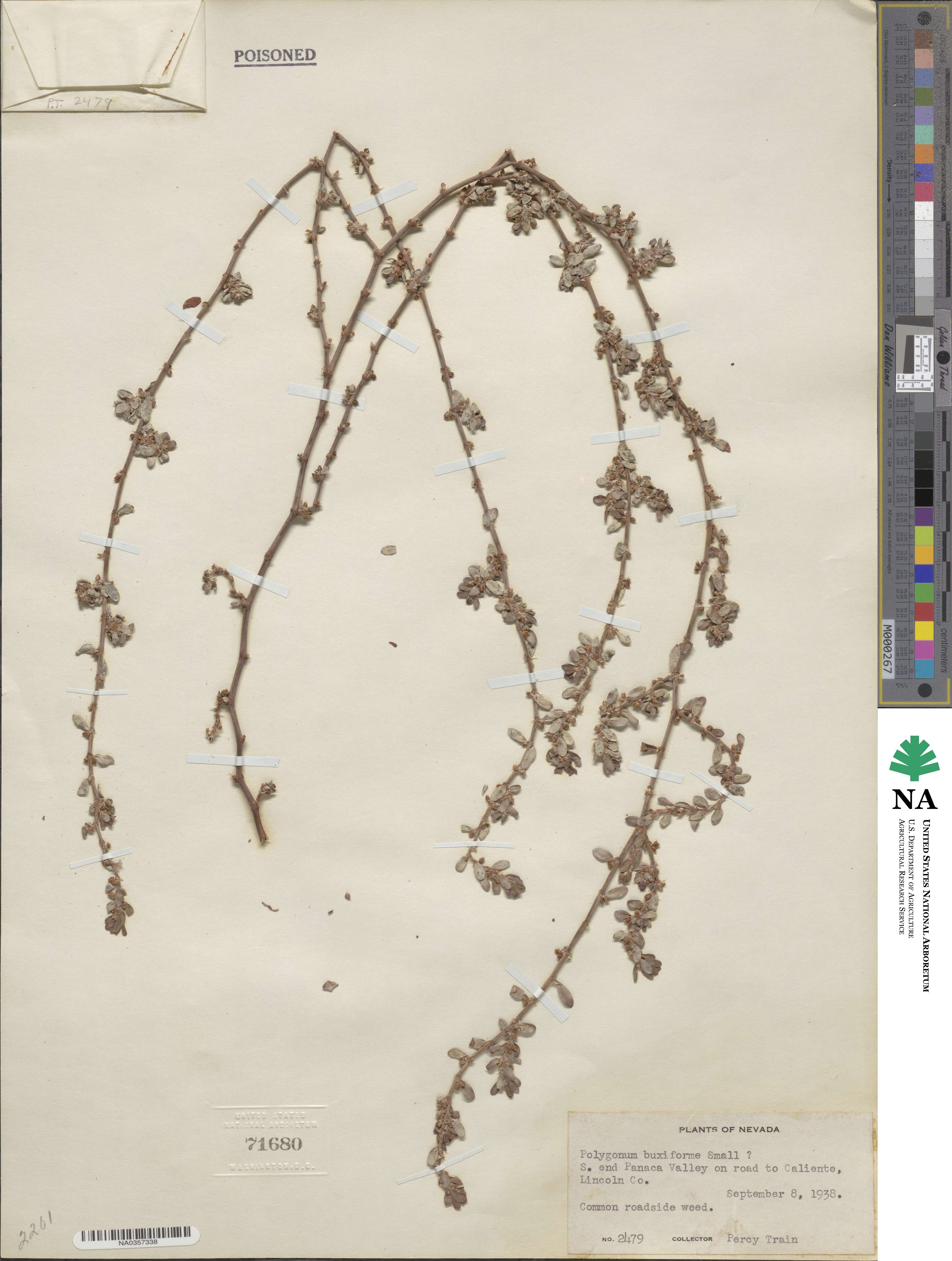 Polygonum aviculare image