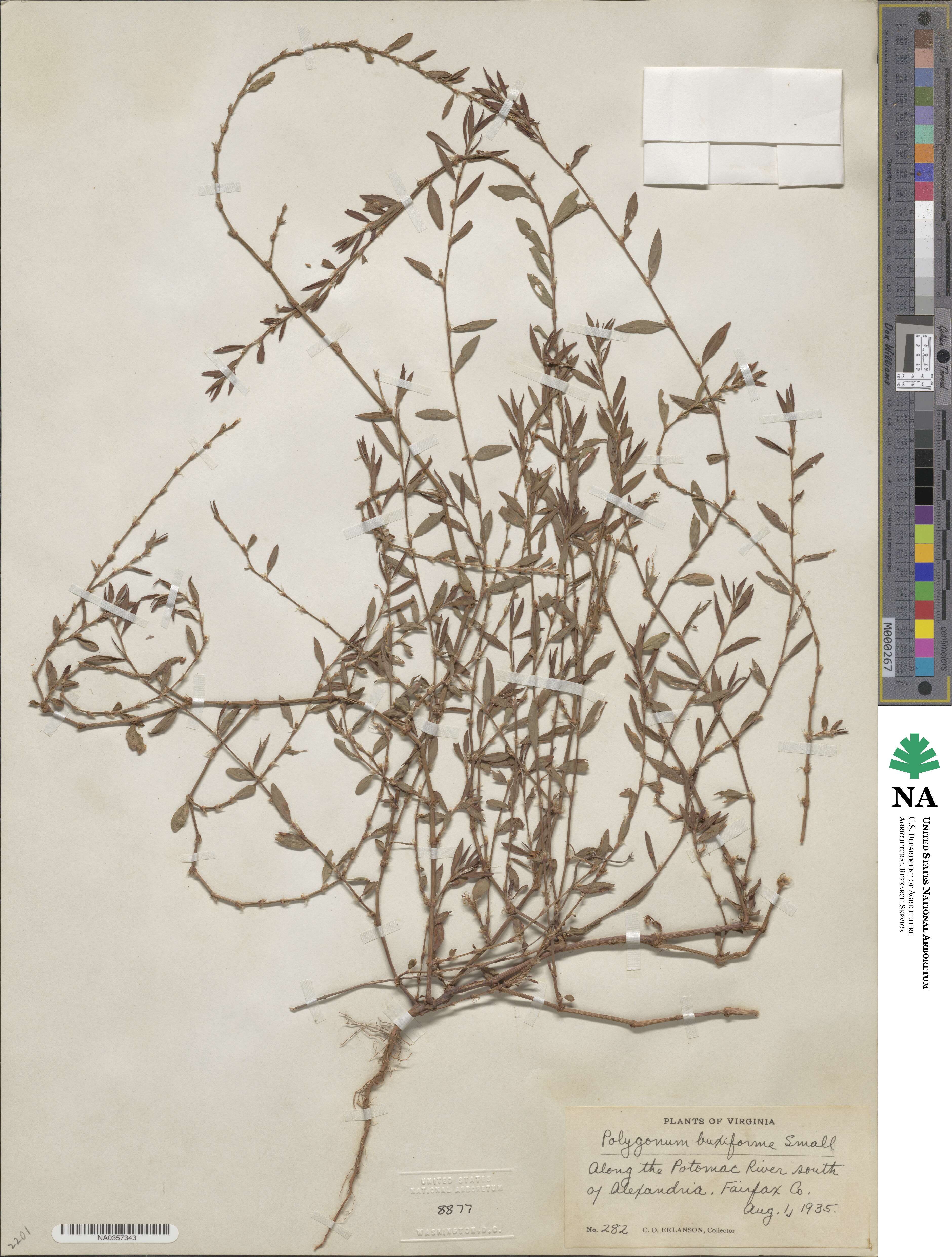 Polygonum aviculare image