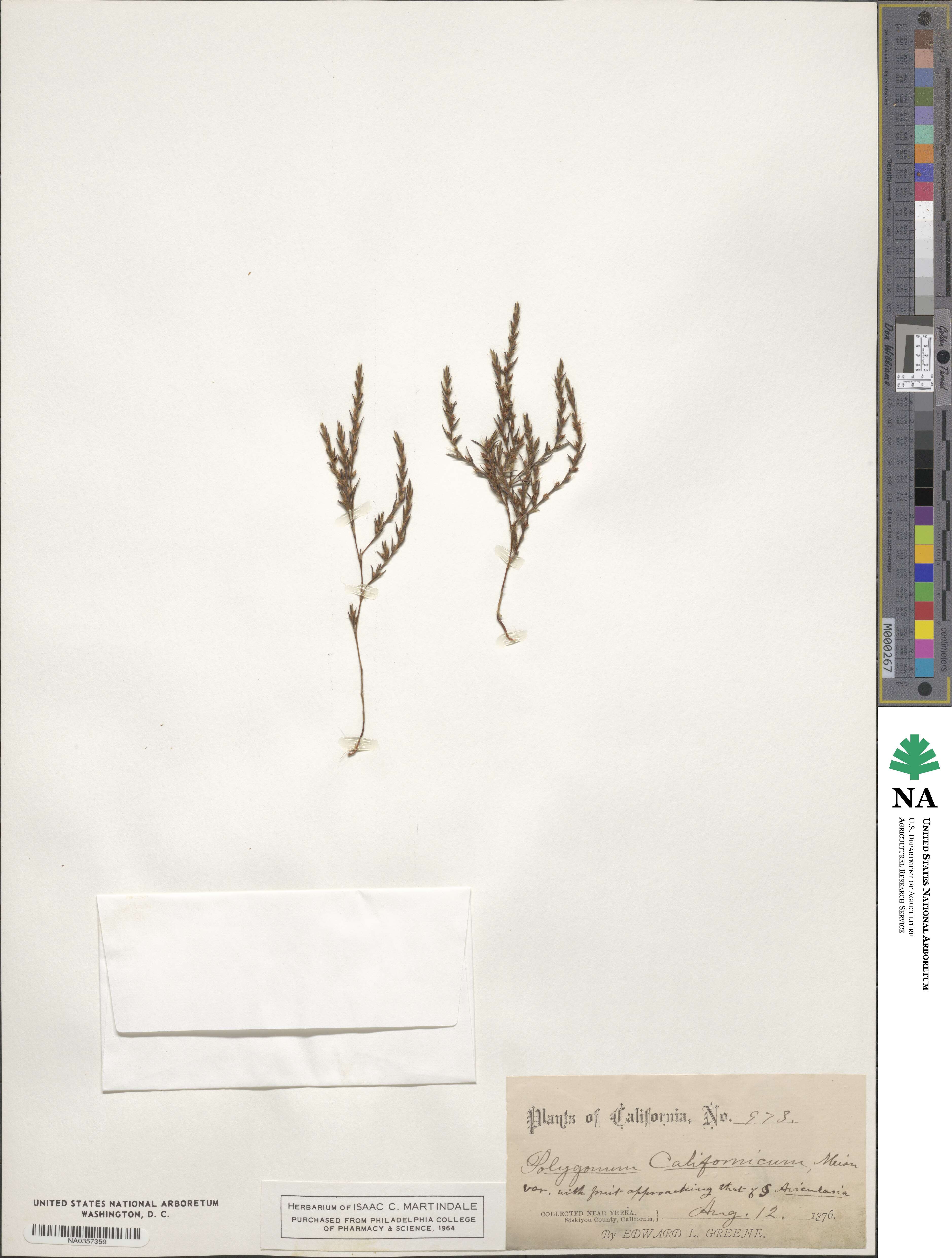 Polygonum californicum image