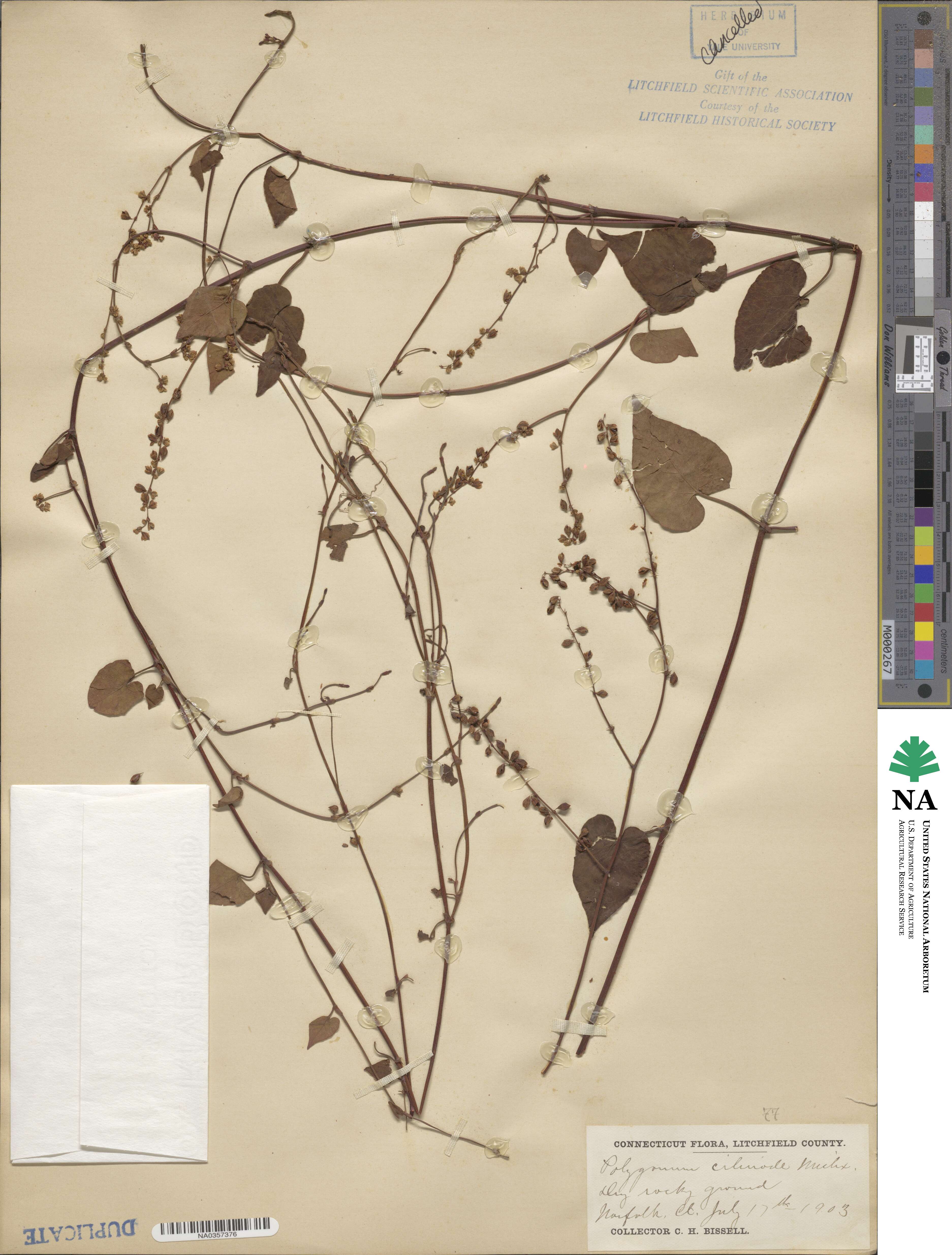 Fallopia cilinode image