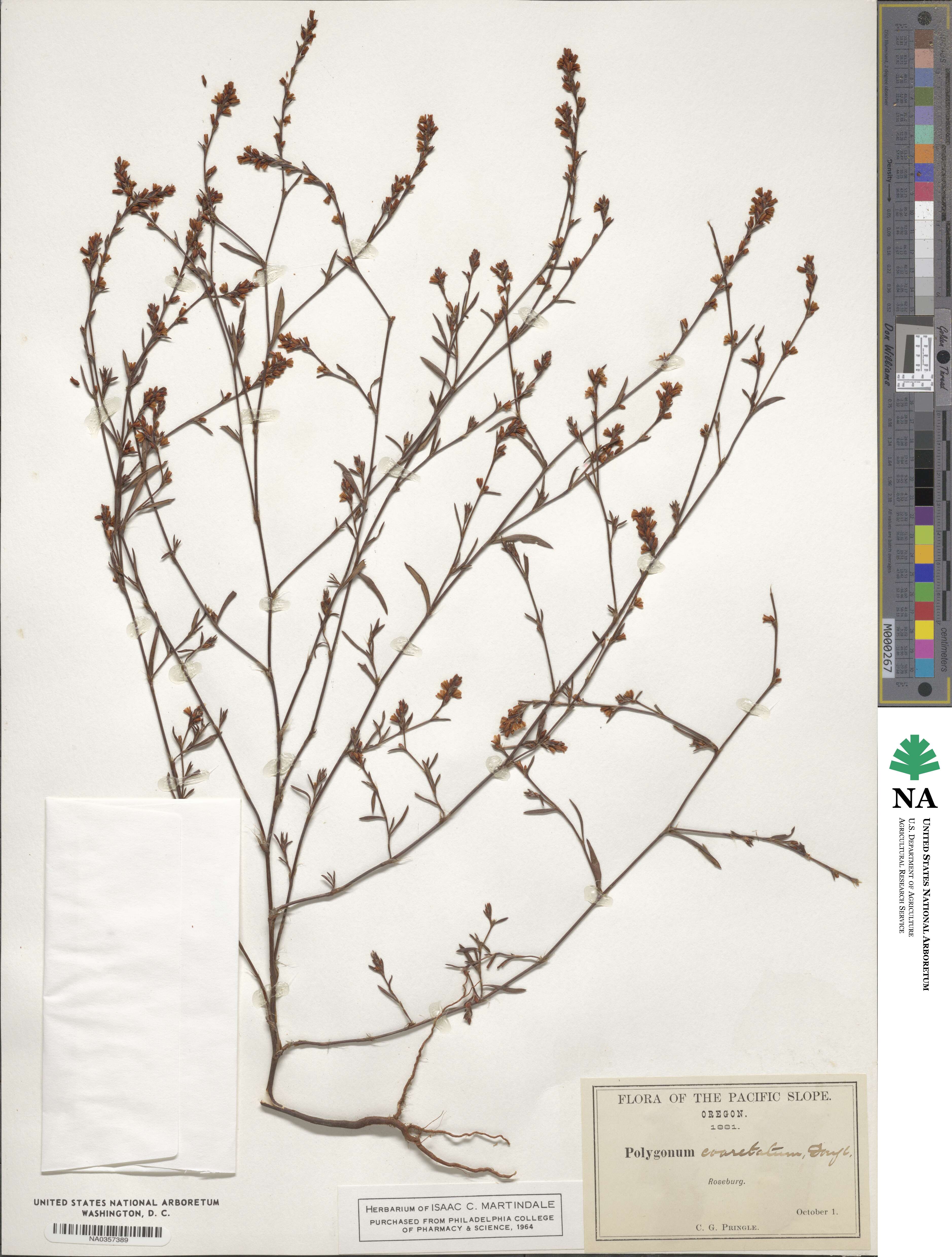 Knorringia sibirica image