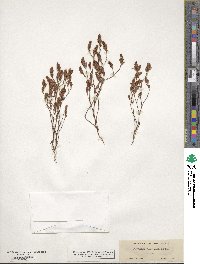 Knorringia sibirica subsp. sibirica image