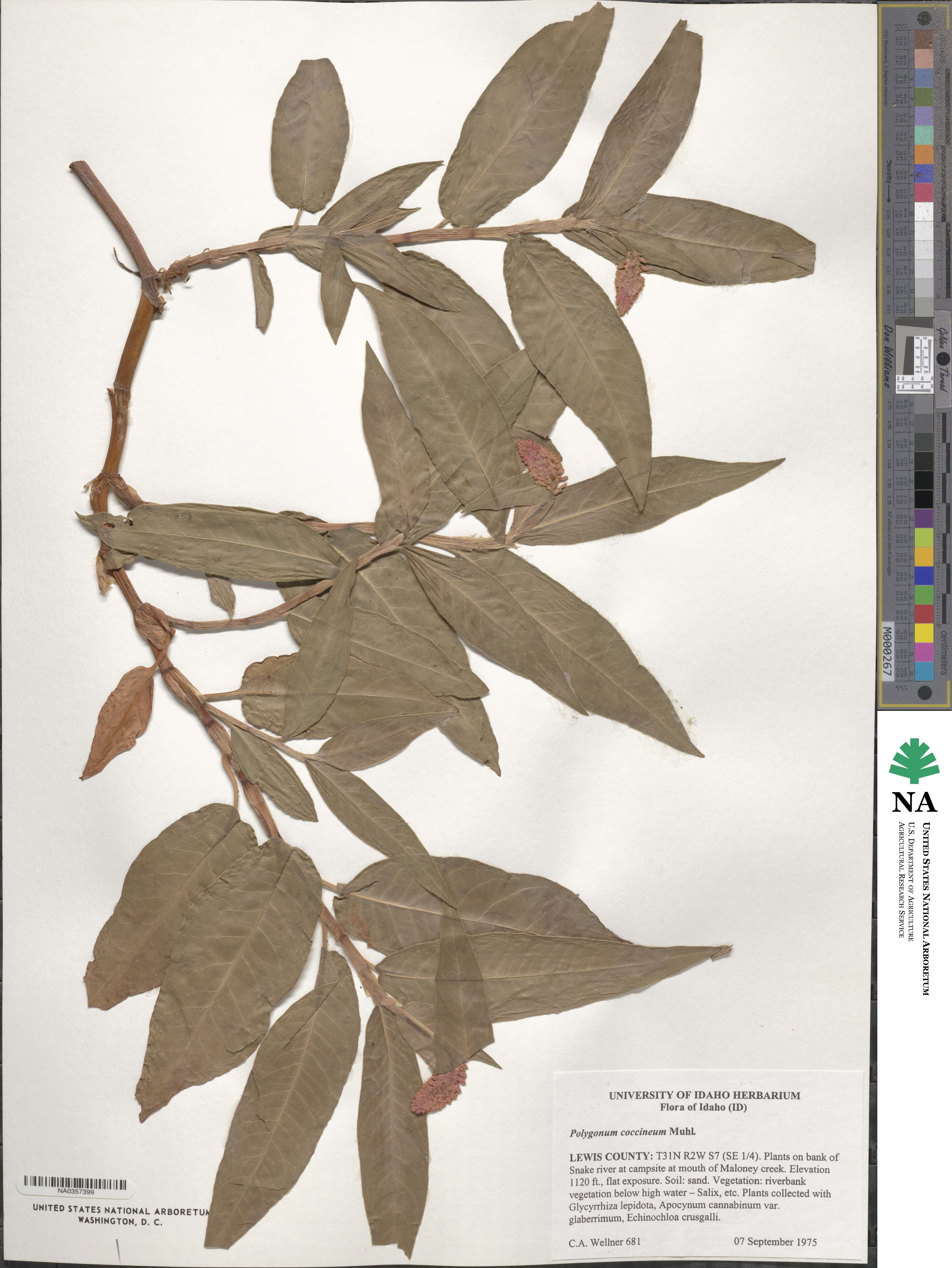 Persicaria amphibia var. emersa image