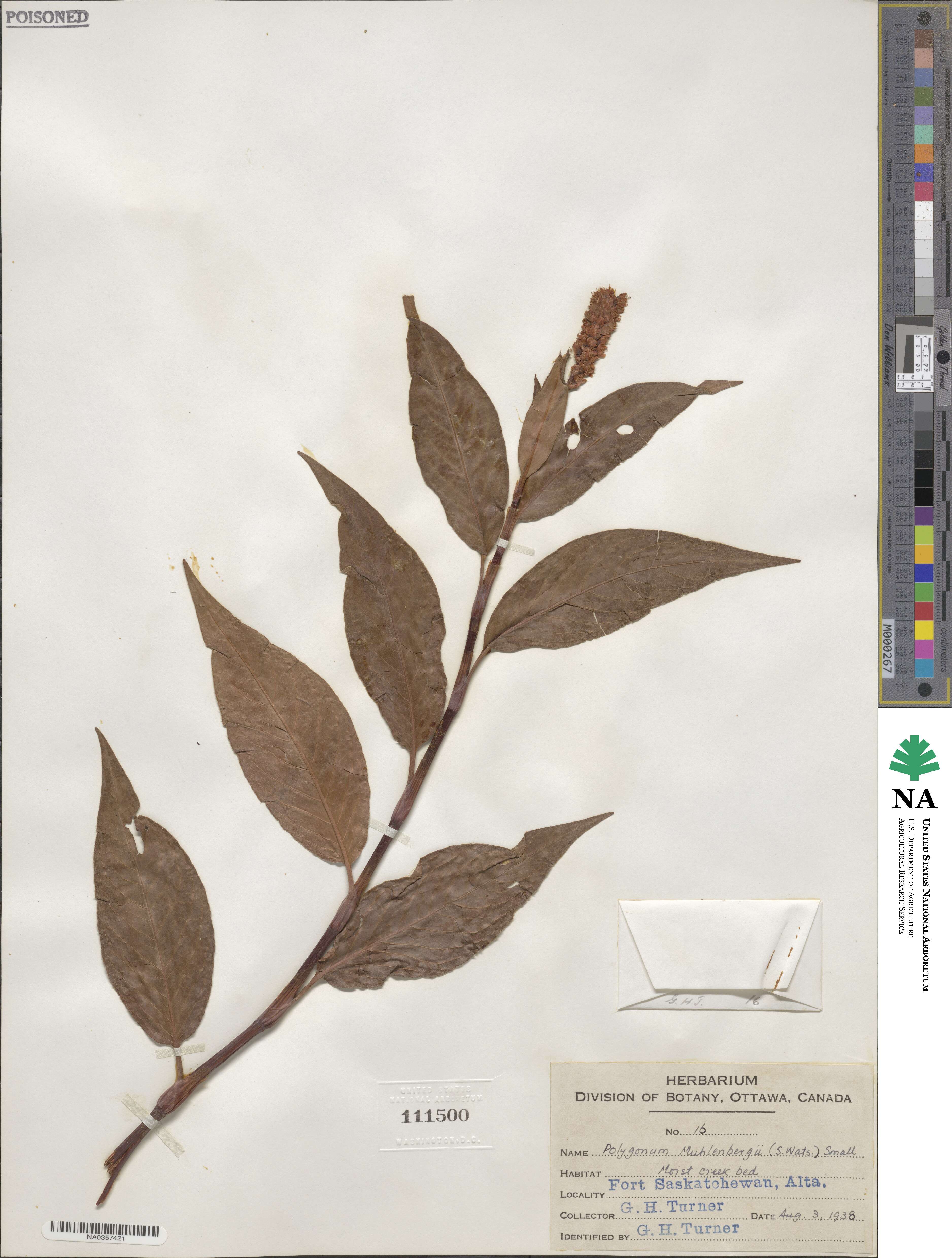 Persicaria amphibia var. emersa image