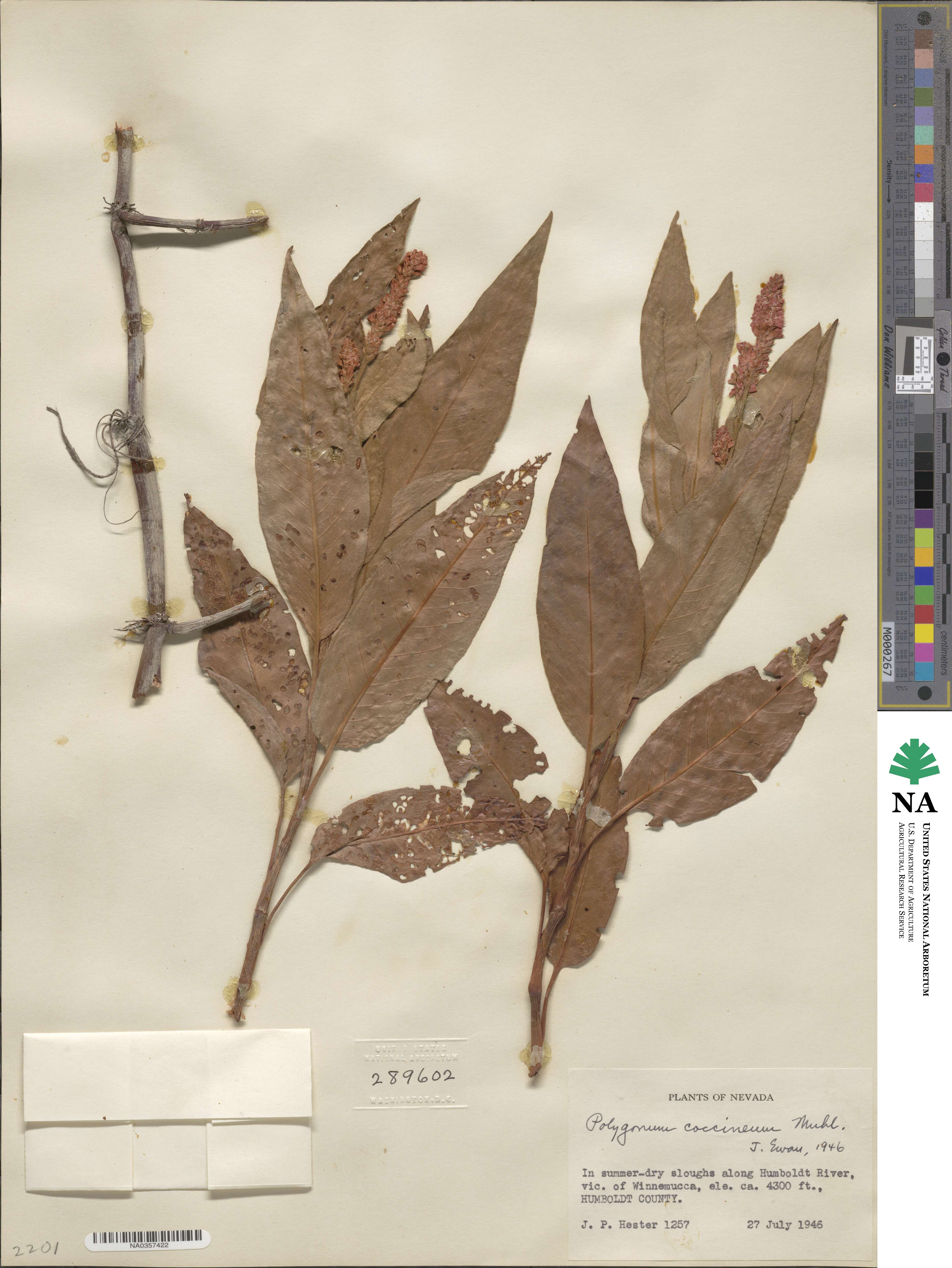 Persicaria amphibia var. emersa image
