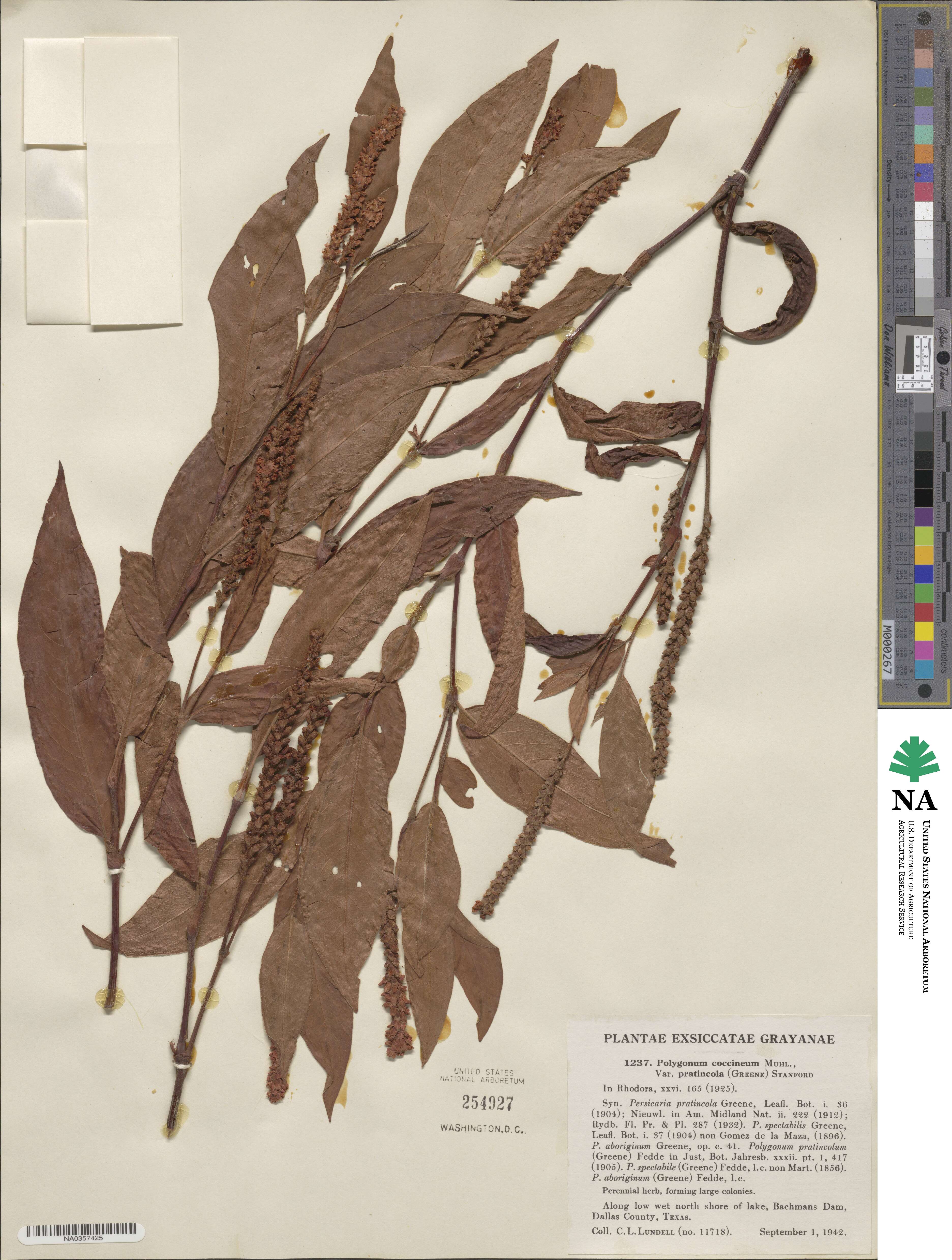 Persicaria amphibia var. emersa image