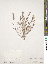 Polygonum polygaloides subsp. confertiflorum image