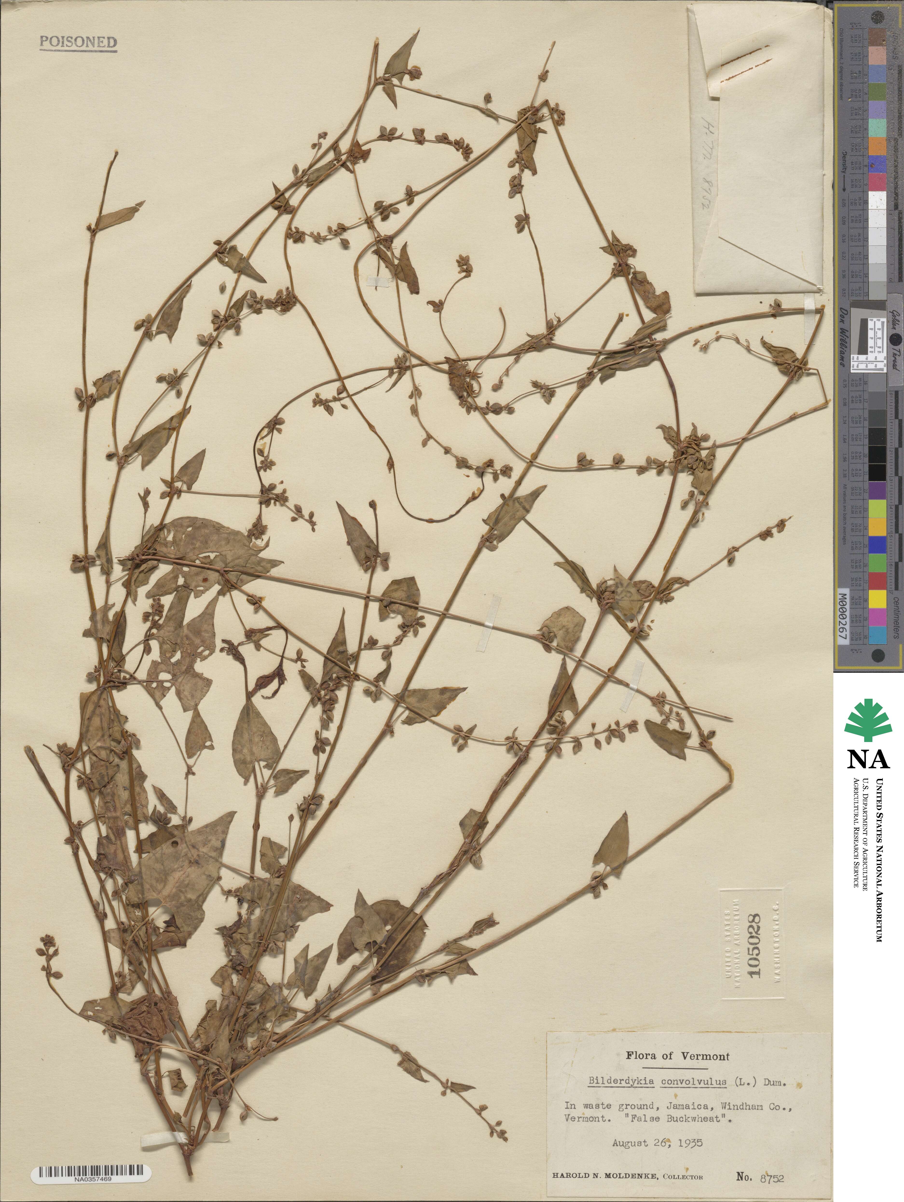 Fallopia convolvulus image