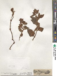 Koenigia davisiae image