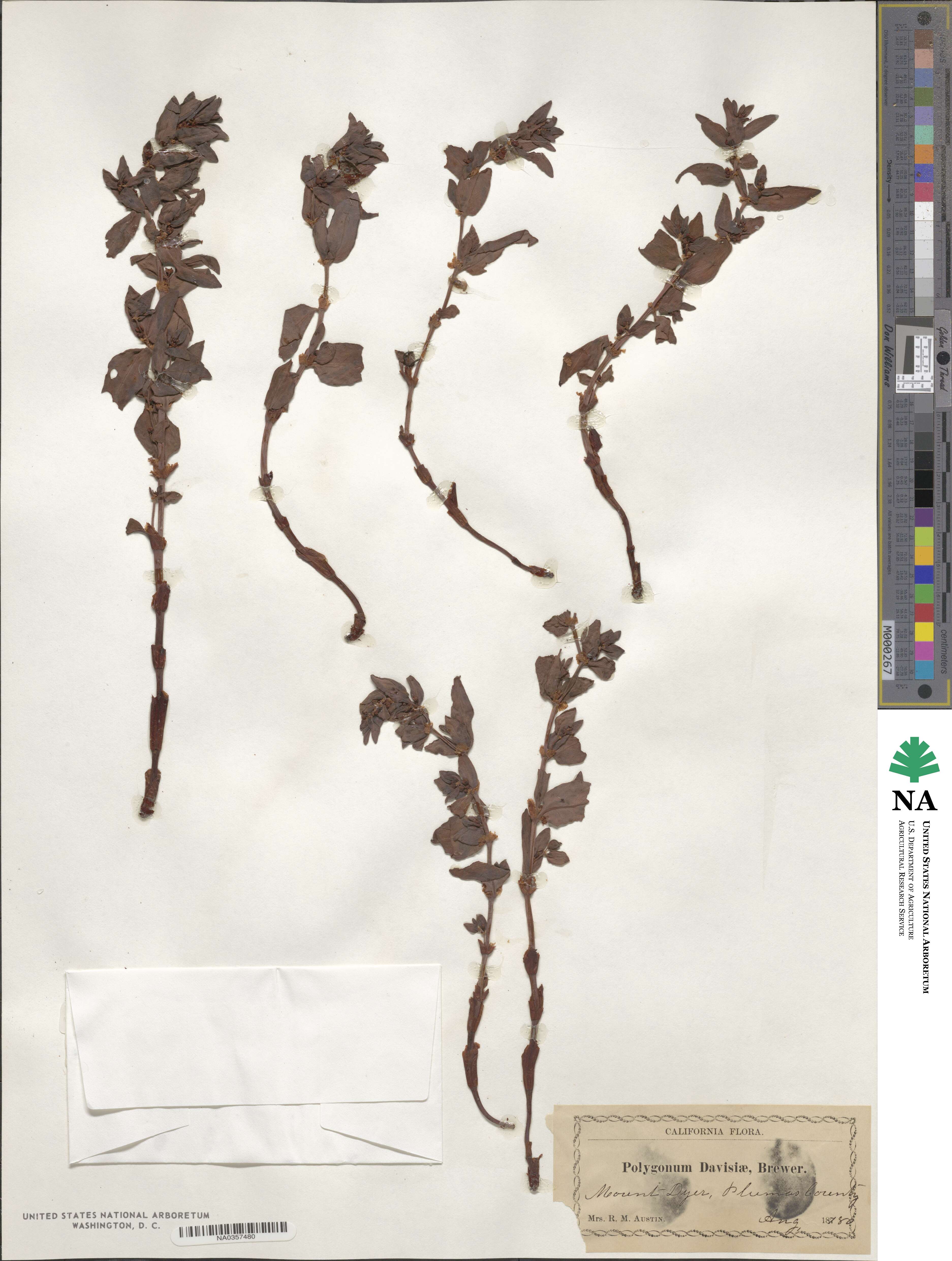 Koenigia davisiae image