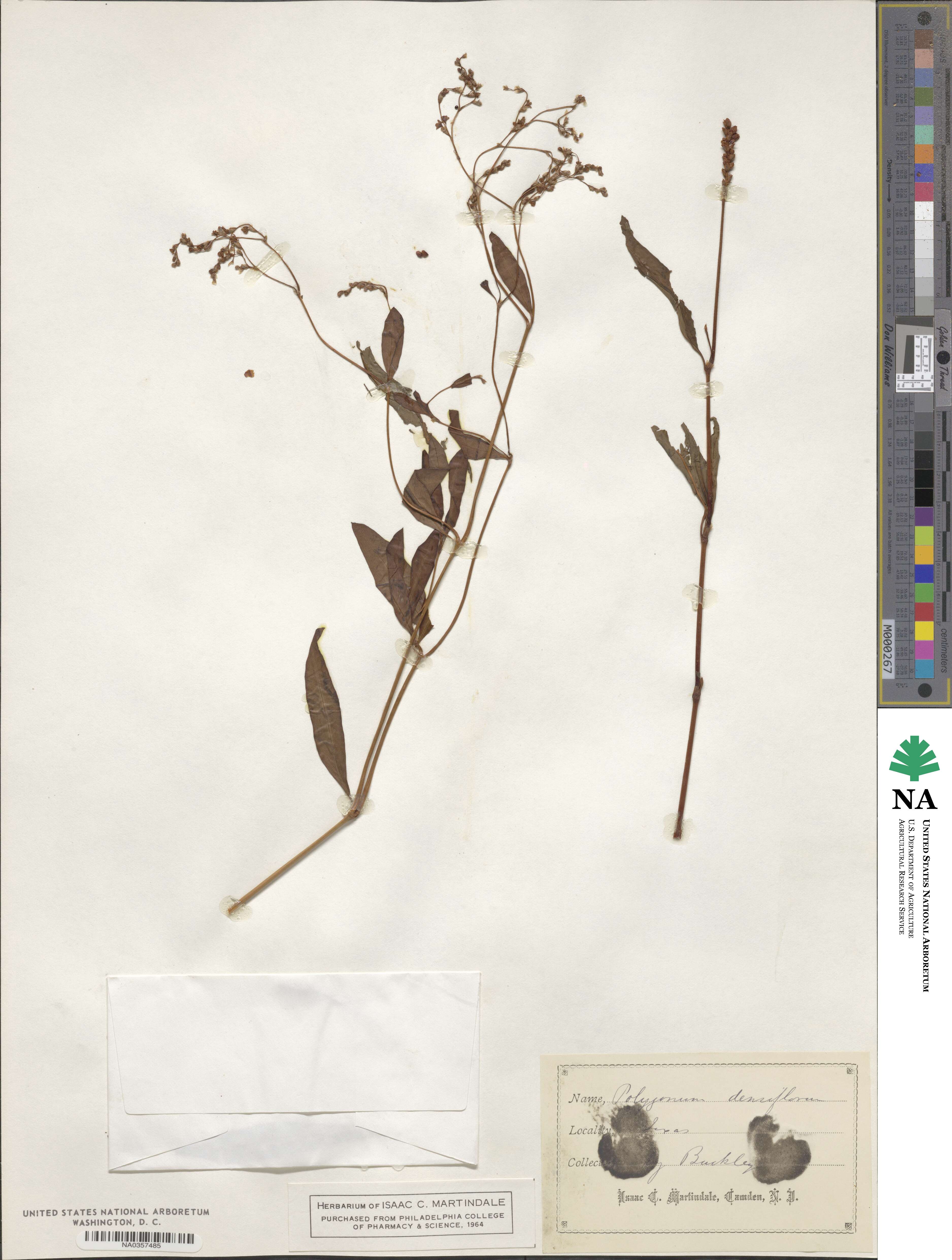 Polygonum densiflorum image