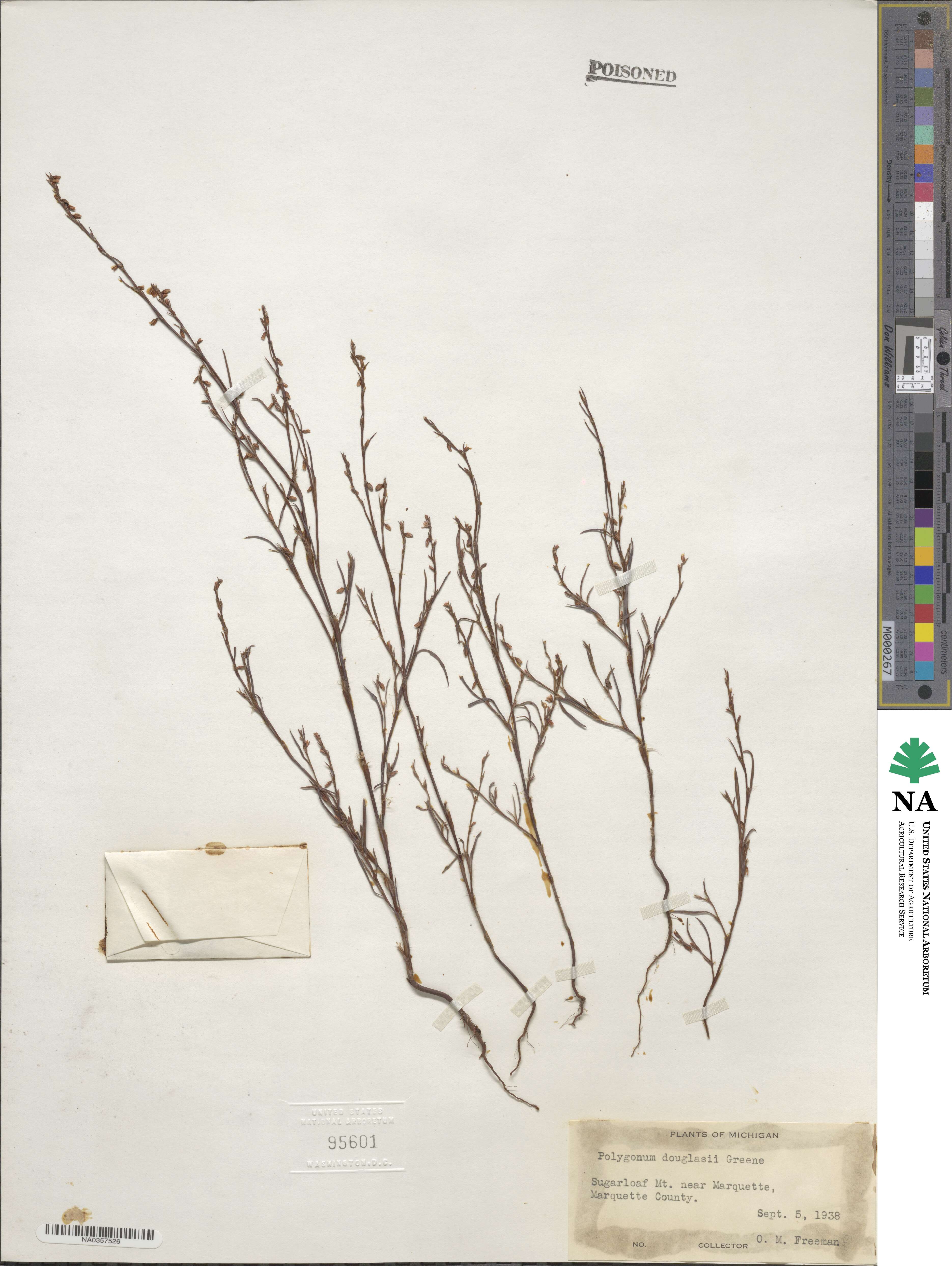 Polygonum douglasii image