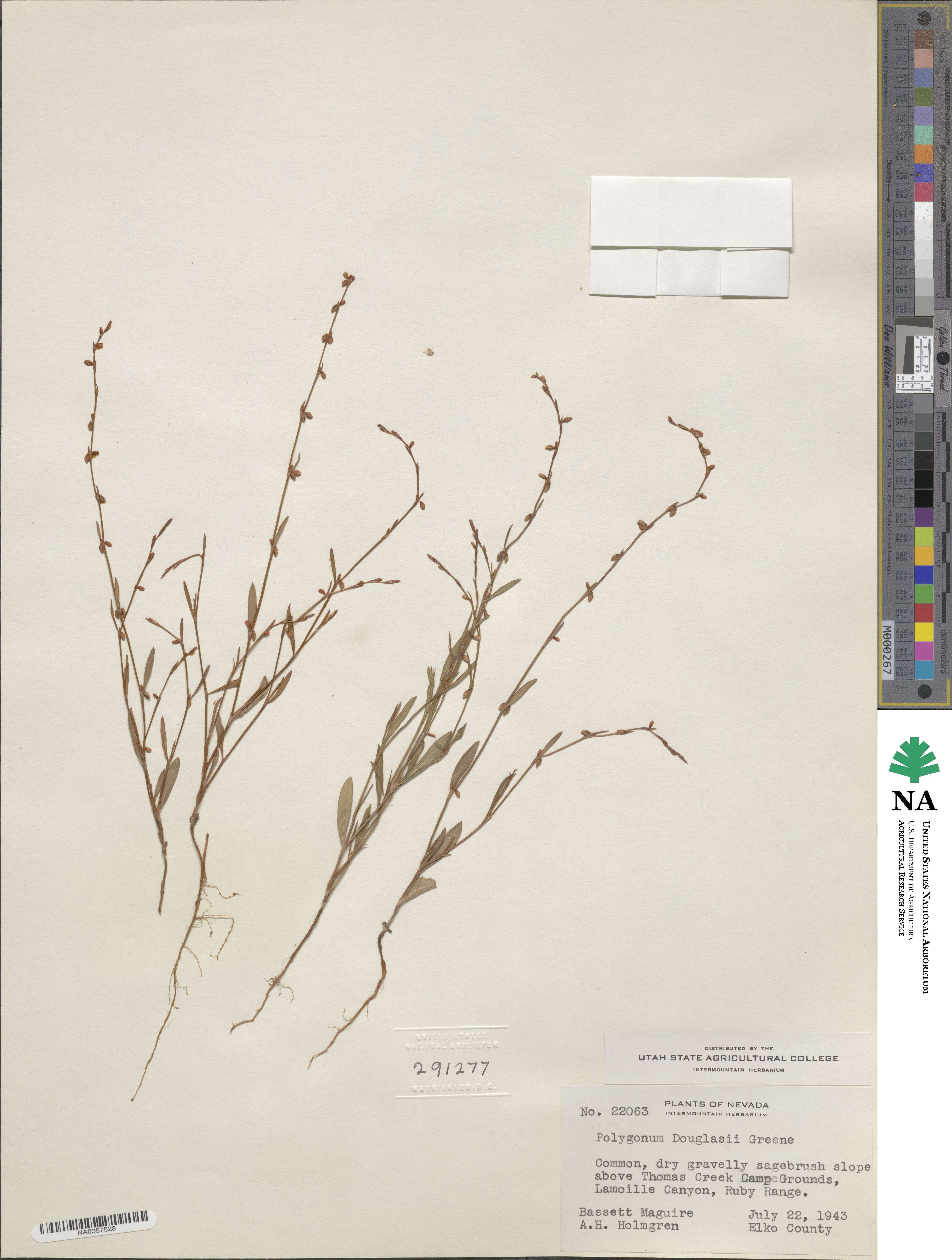 Polygonum douglasii image