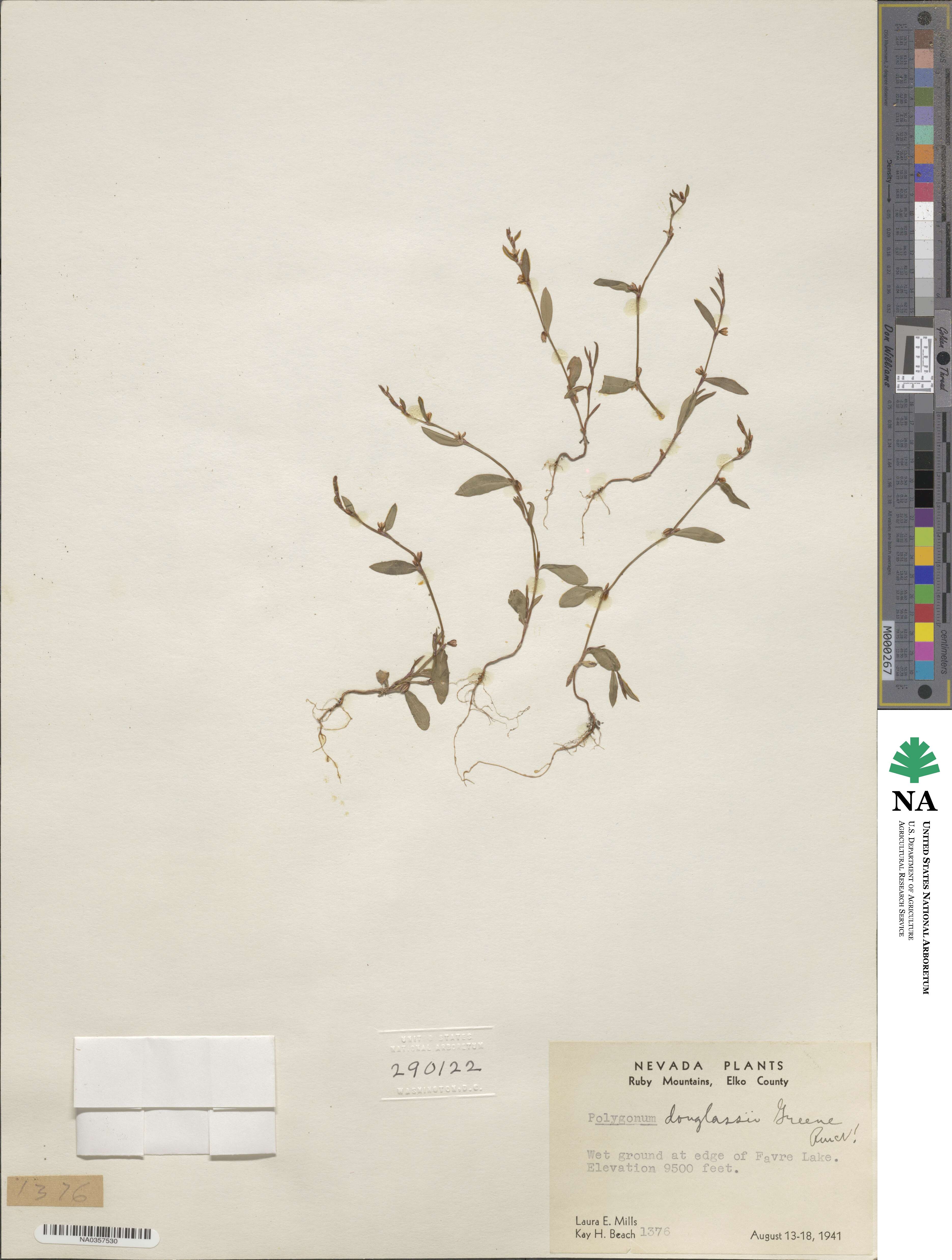 Polygonum douglasii image