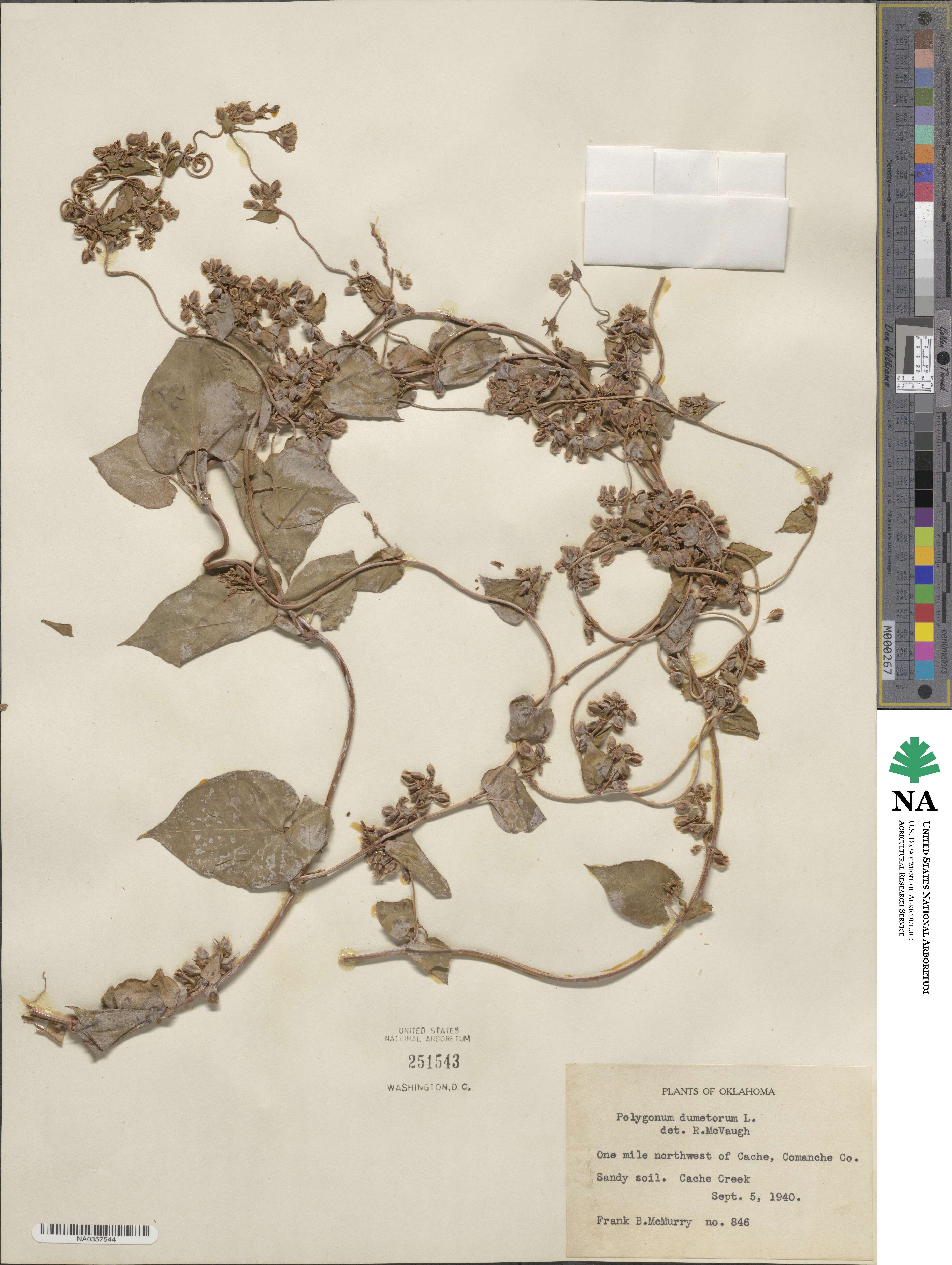 Fallopia dumetorum image