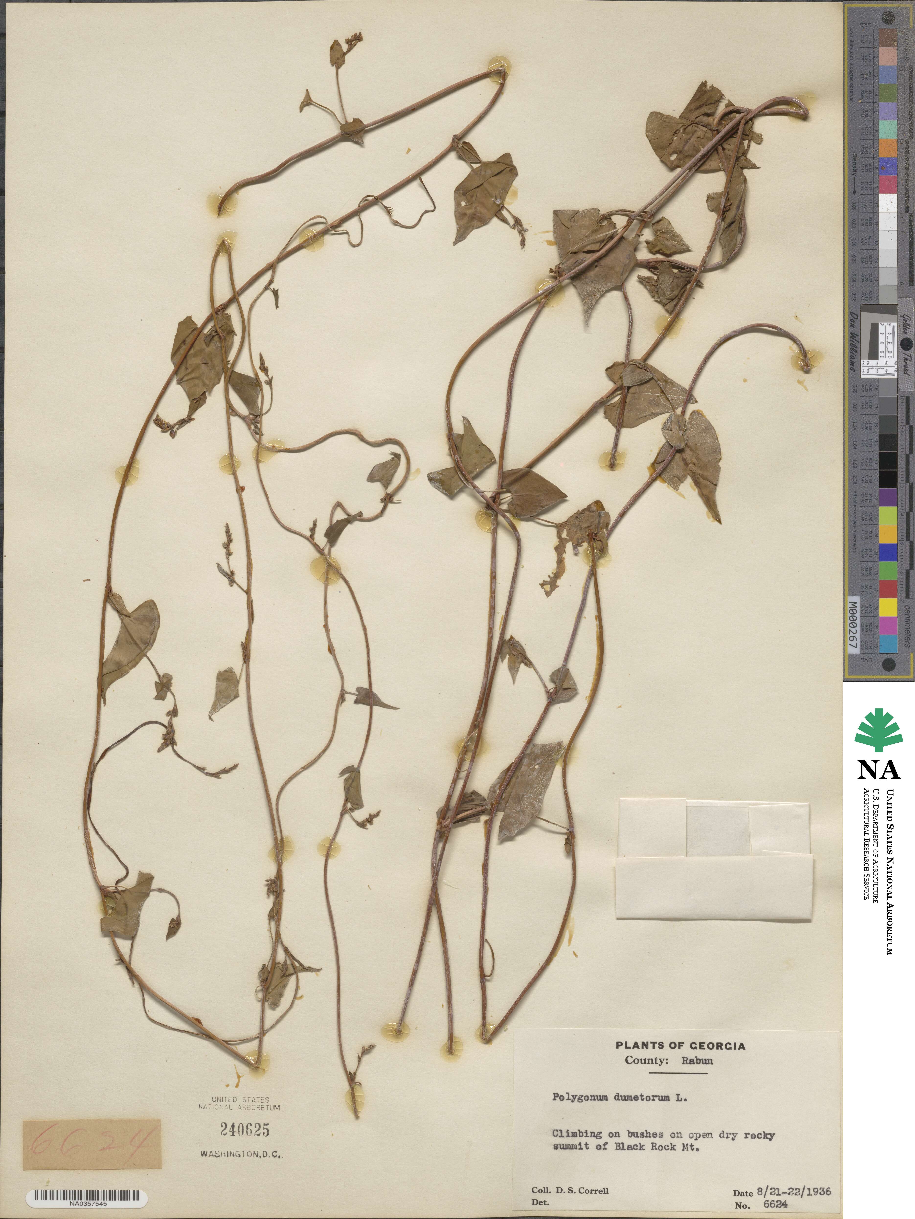 Fallopia dumetorum image