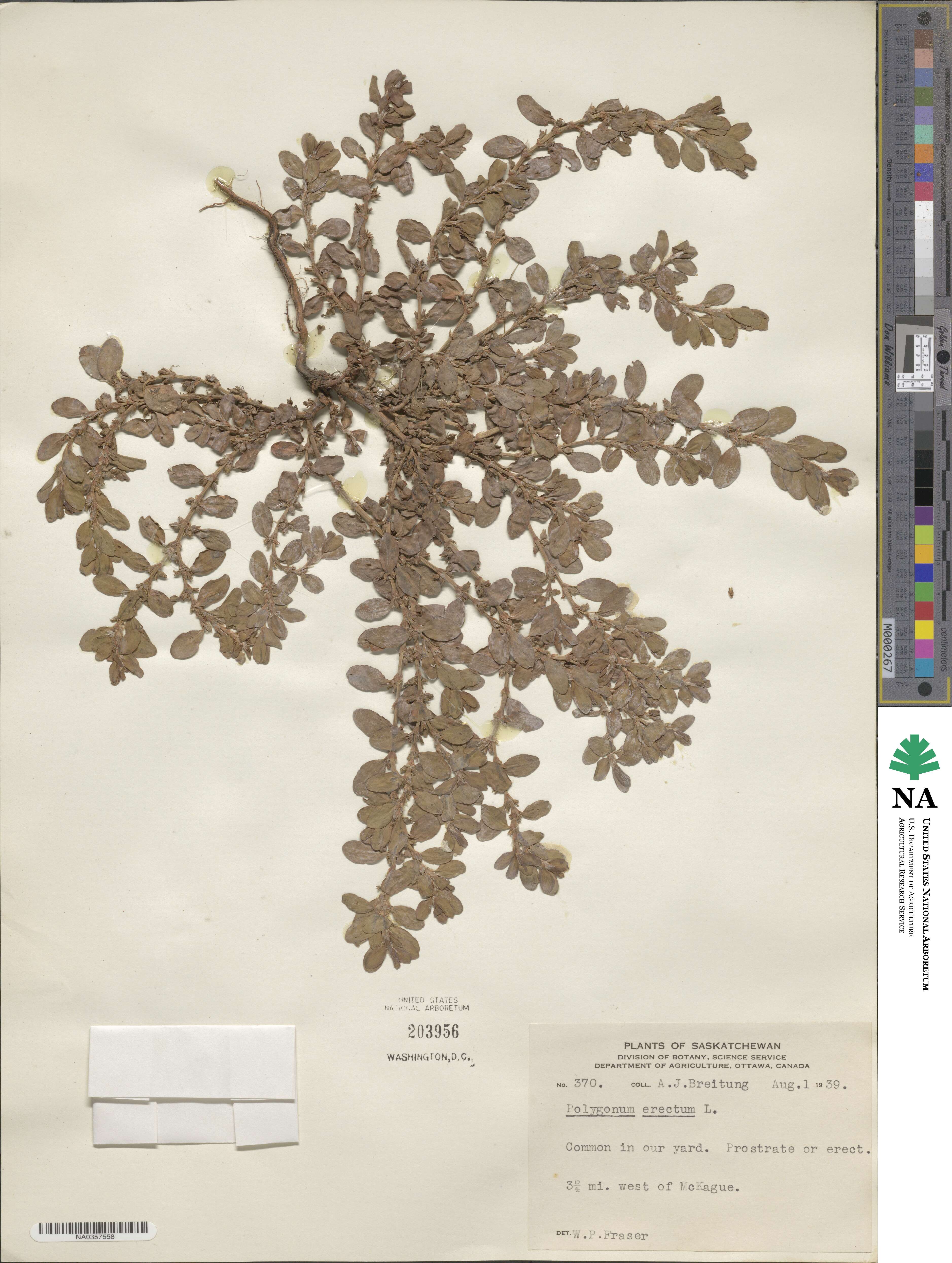 Polygonum erectum image
