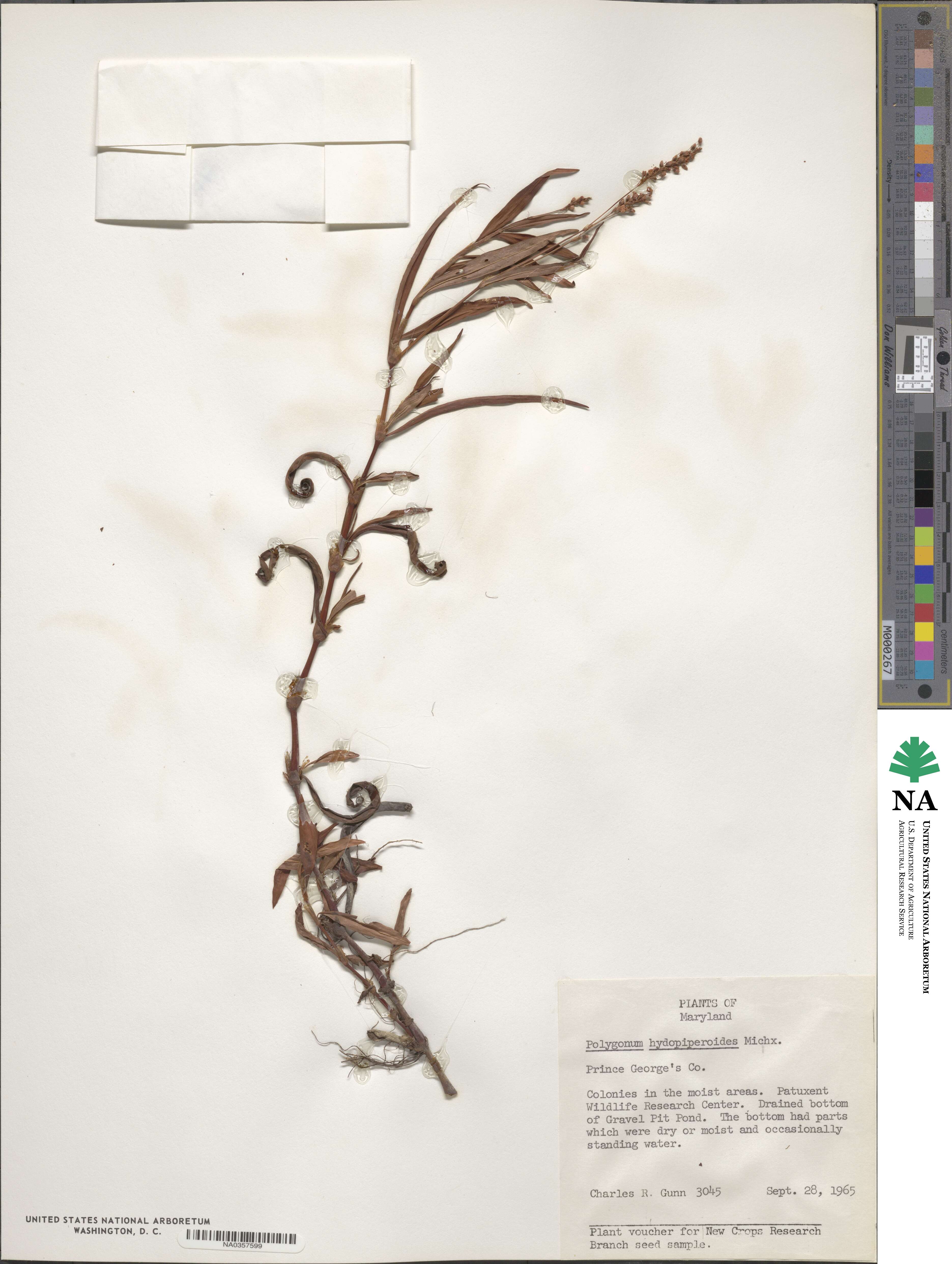 Persicaria hydropiperoides image