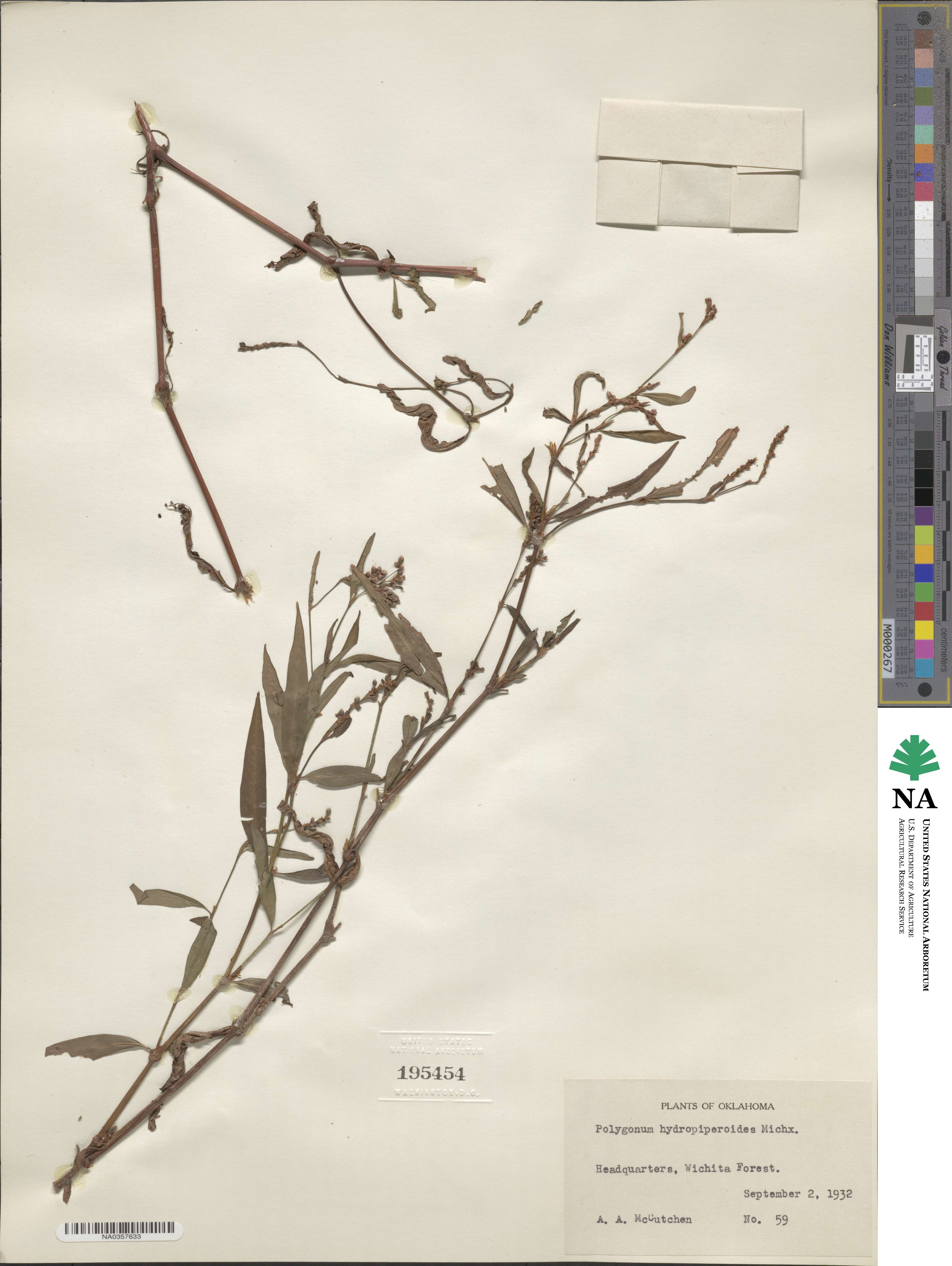 Persicaria hydropiperoides image
