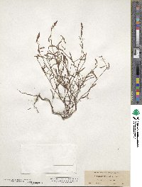 Polygonum polygaloides subsp. confertiflorum image