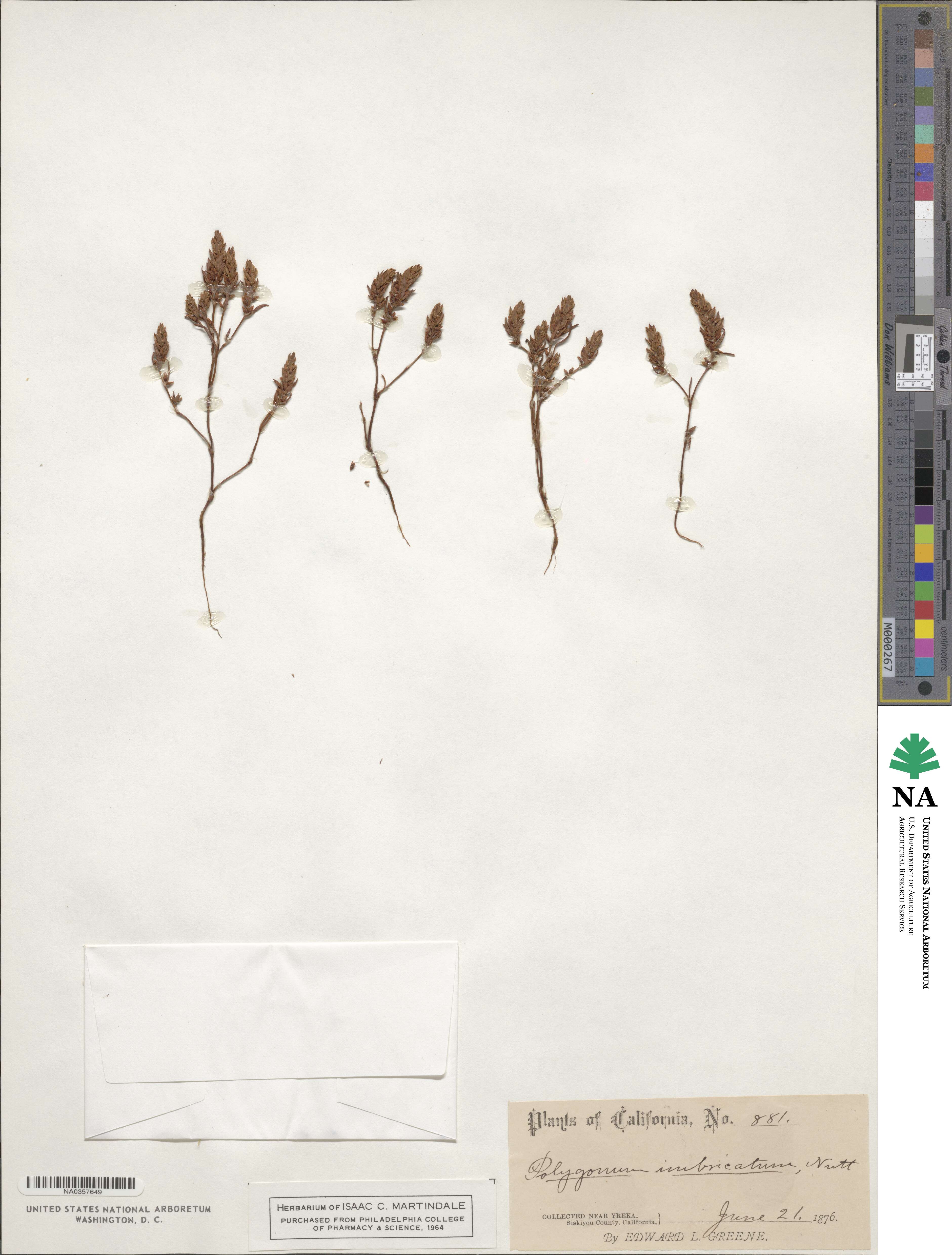 Polygonum polygaloides subsp. confertiflorum image