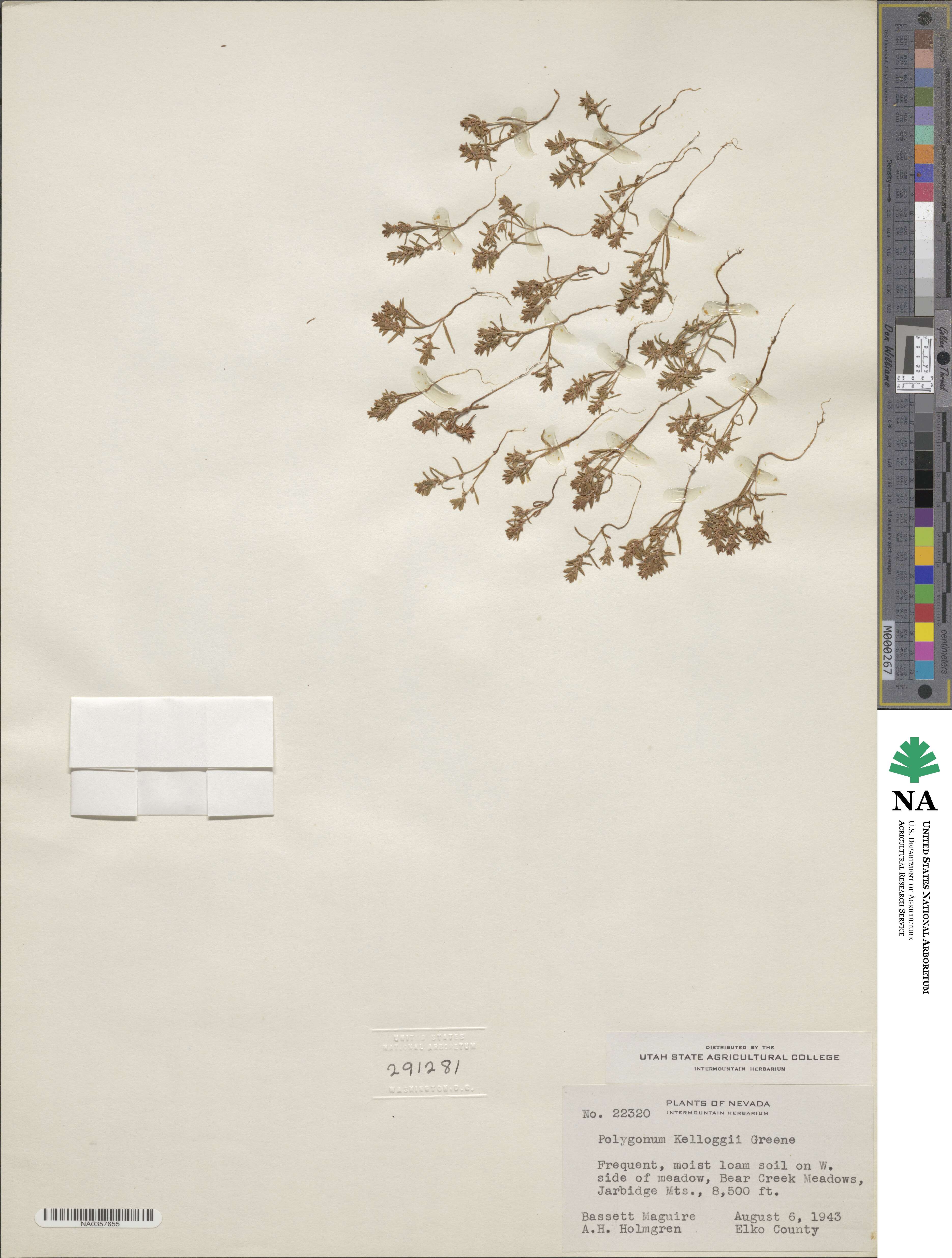 Polygonum kelloggii image