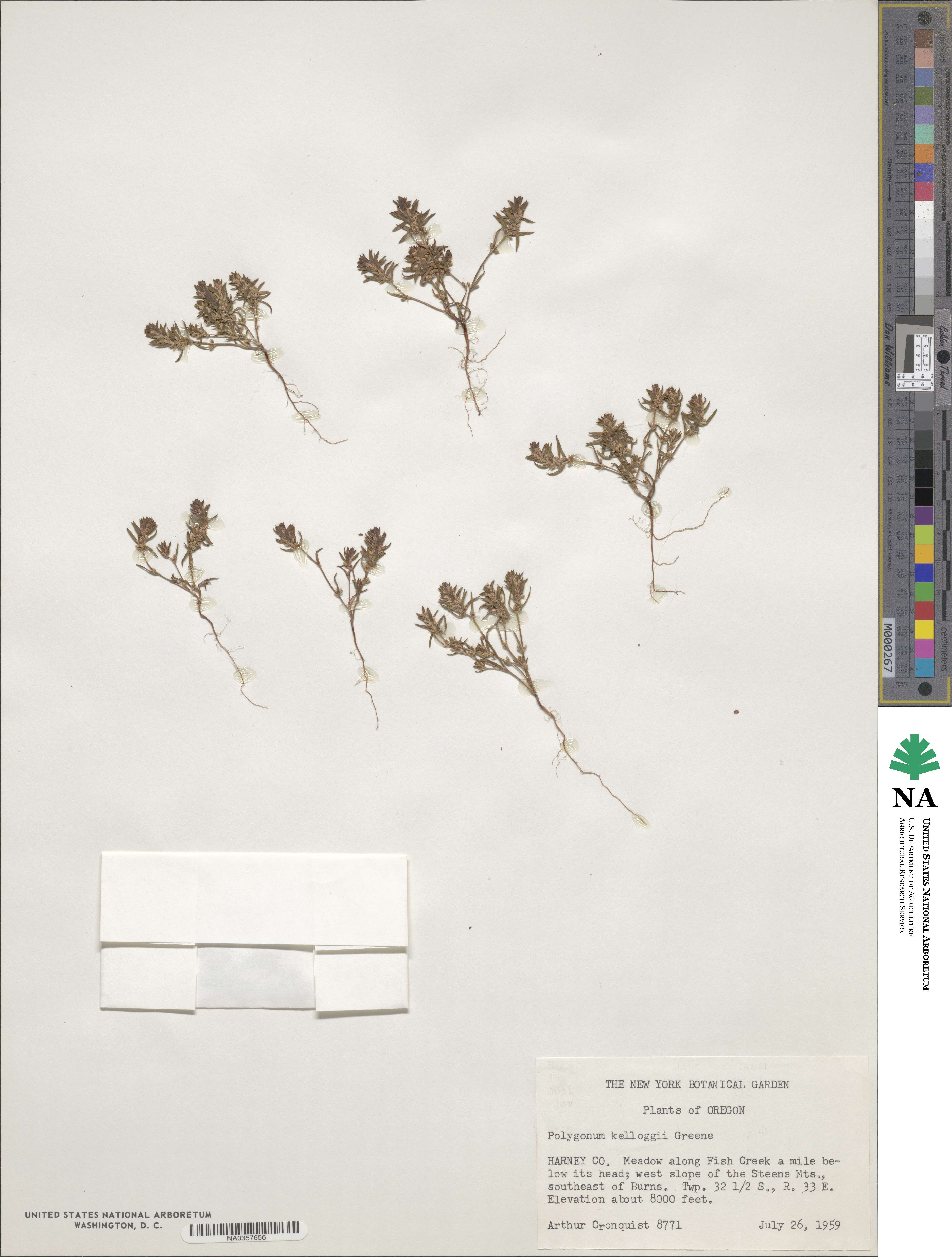 Polygonum kelloggii image